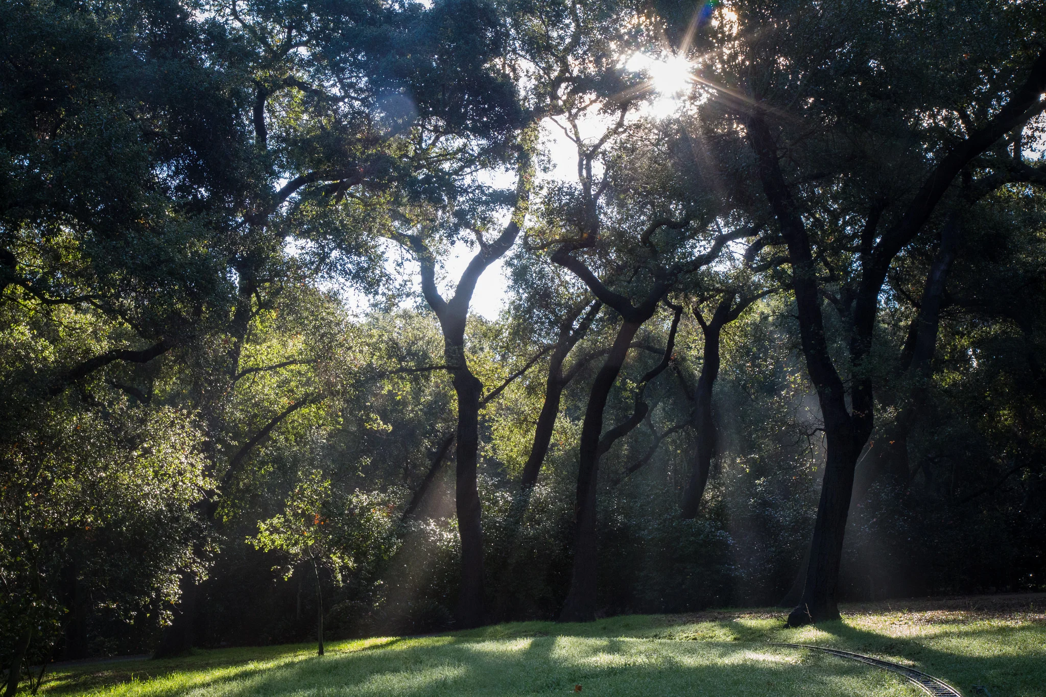 Sun rays shining through the oaks.