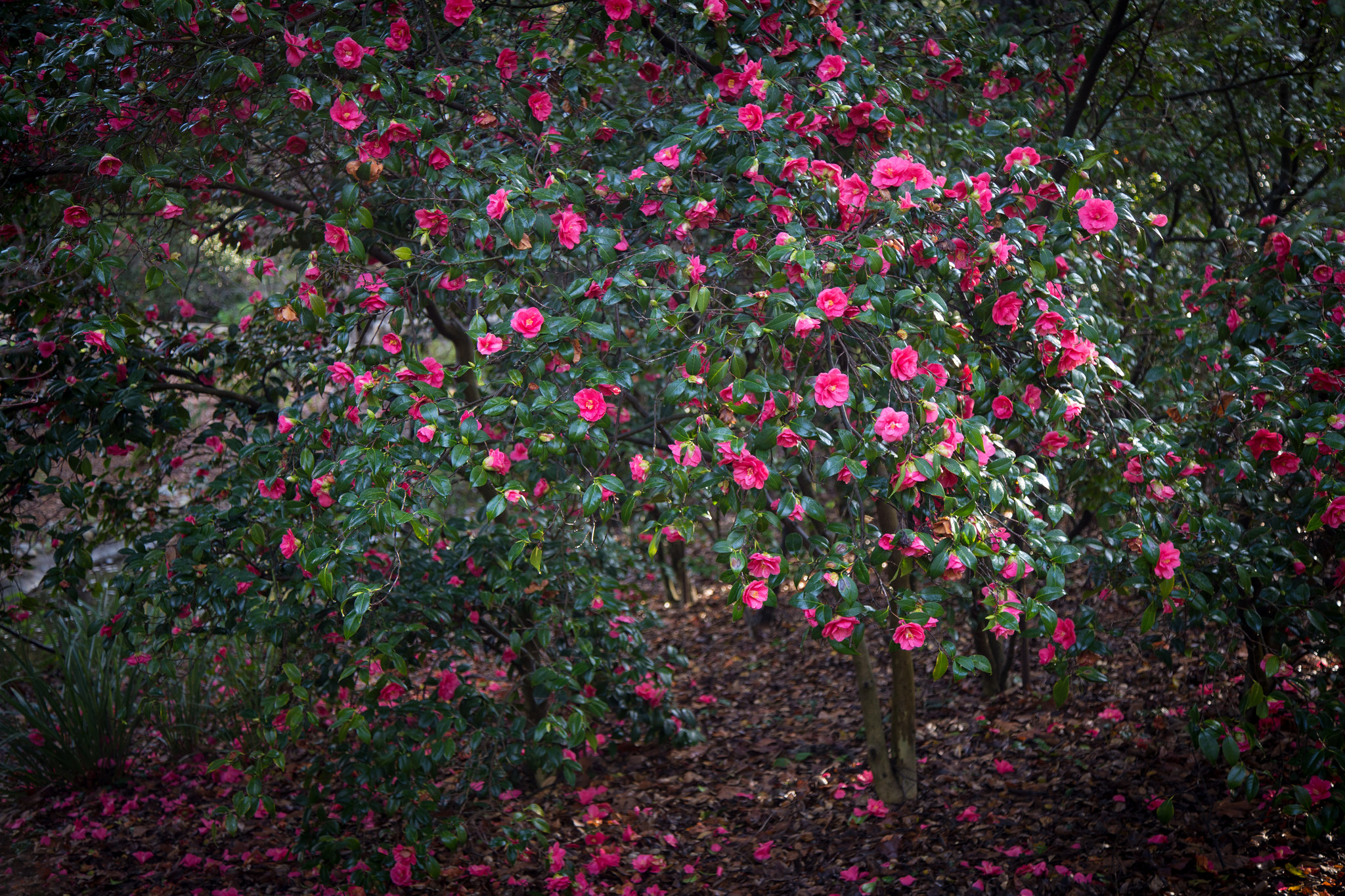 So much color bursting from this beautiful camellia.