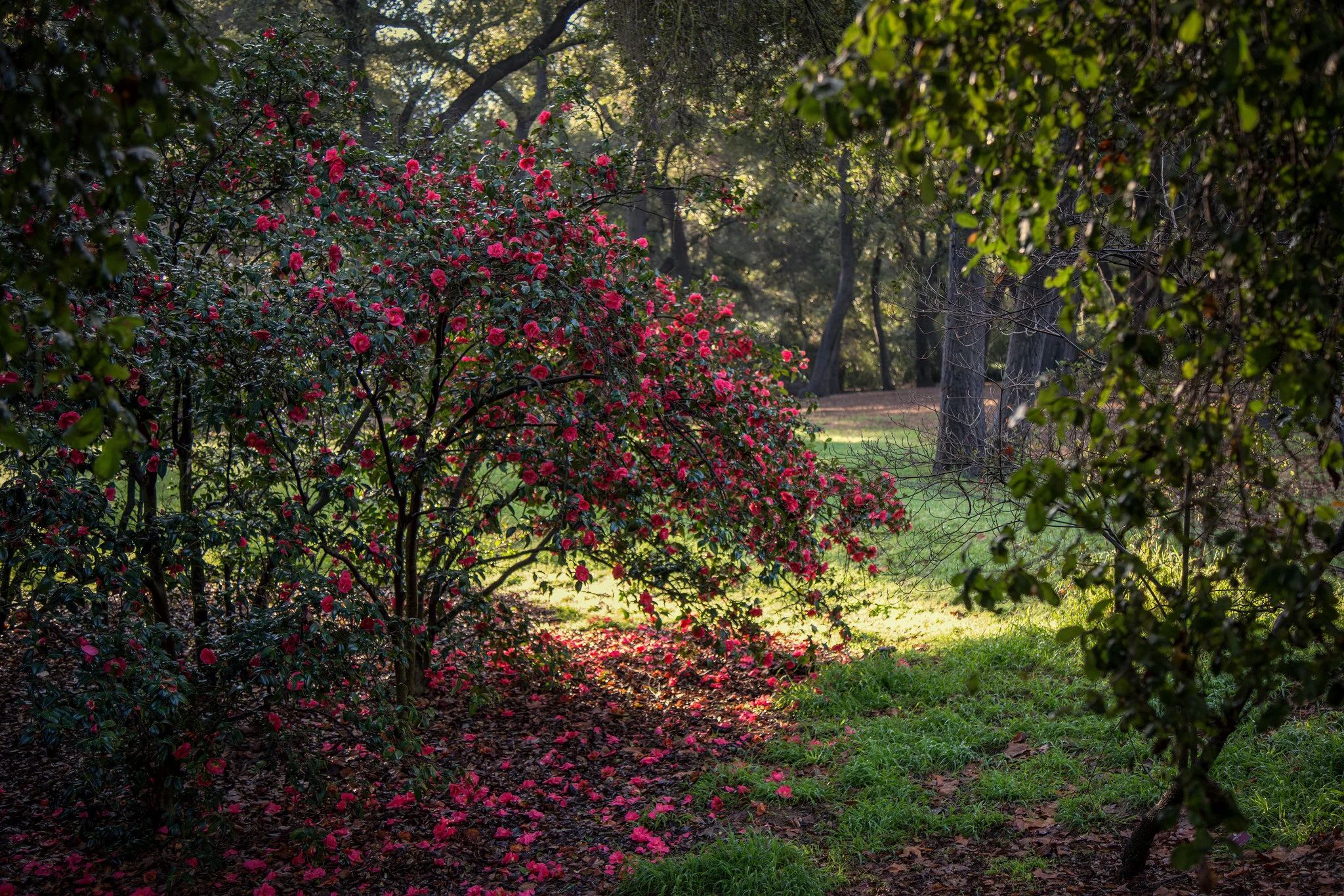 Beautiful camellia with oaks and sunlight on the grass.