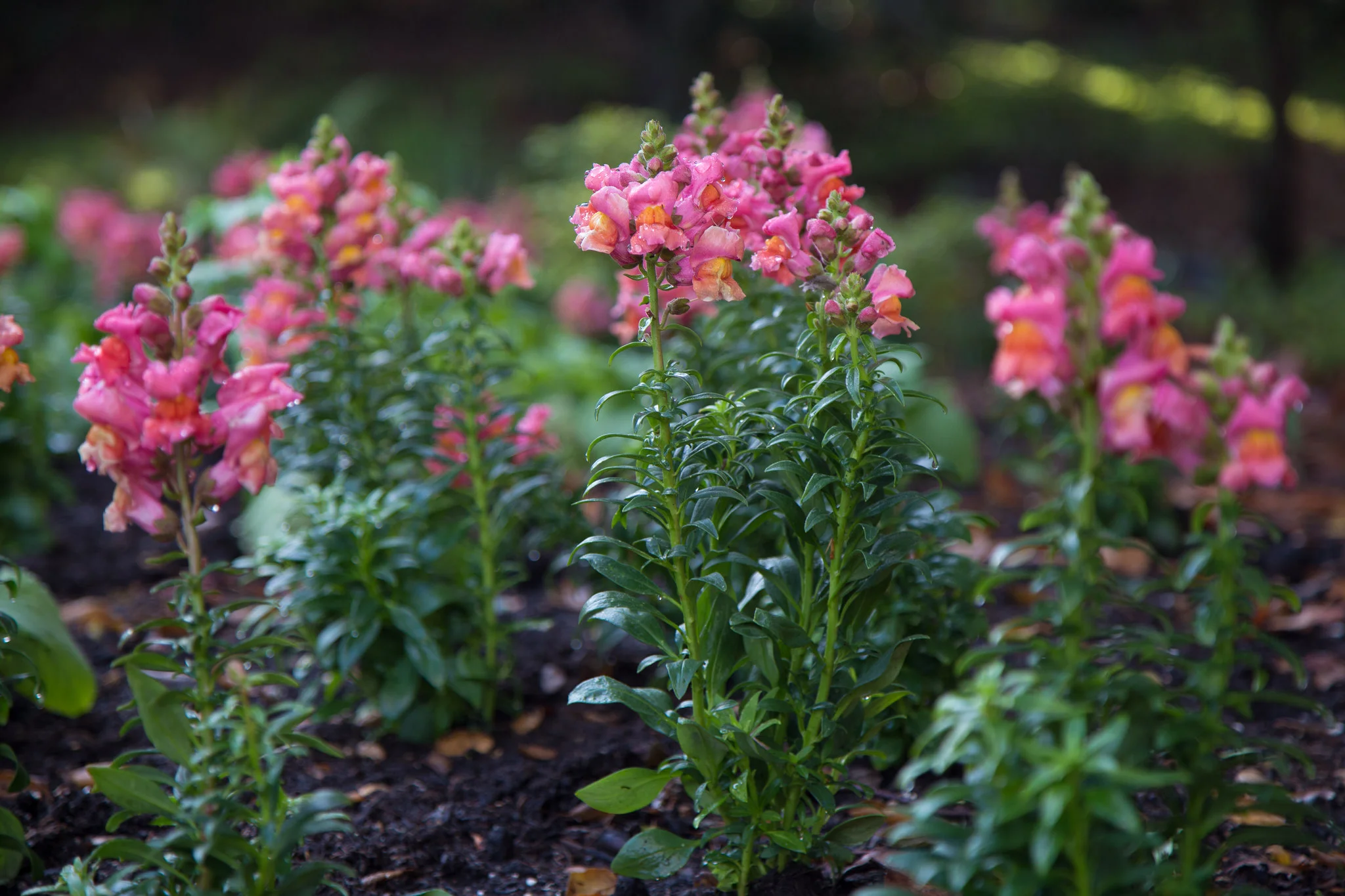 Snapdragons.
