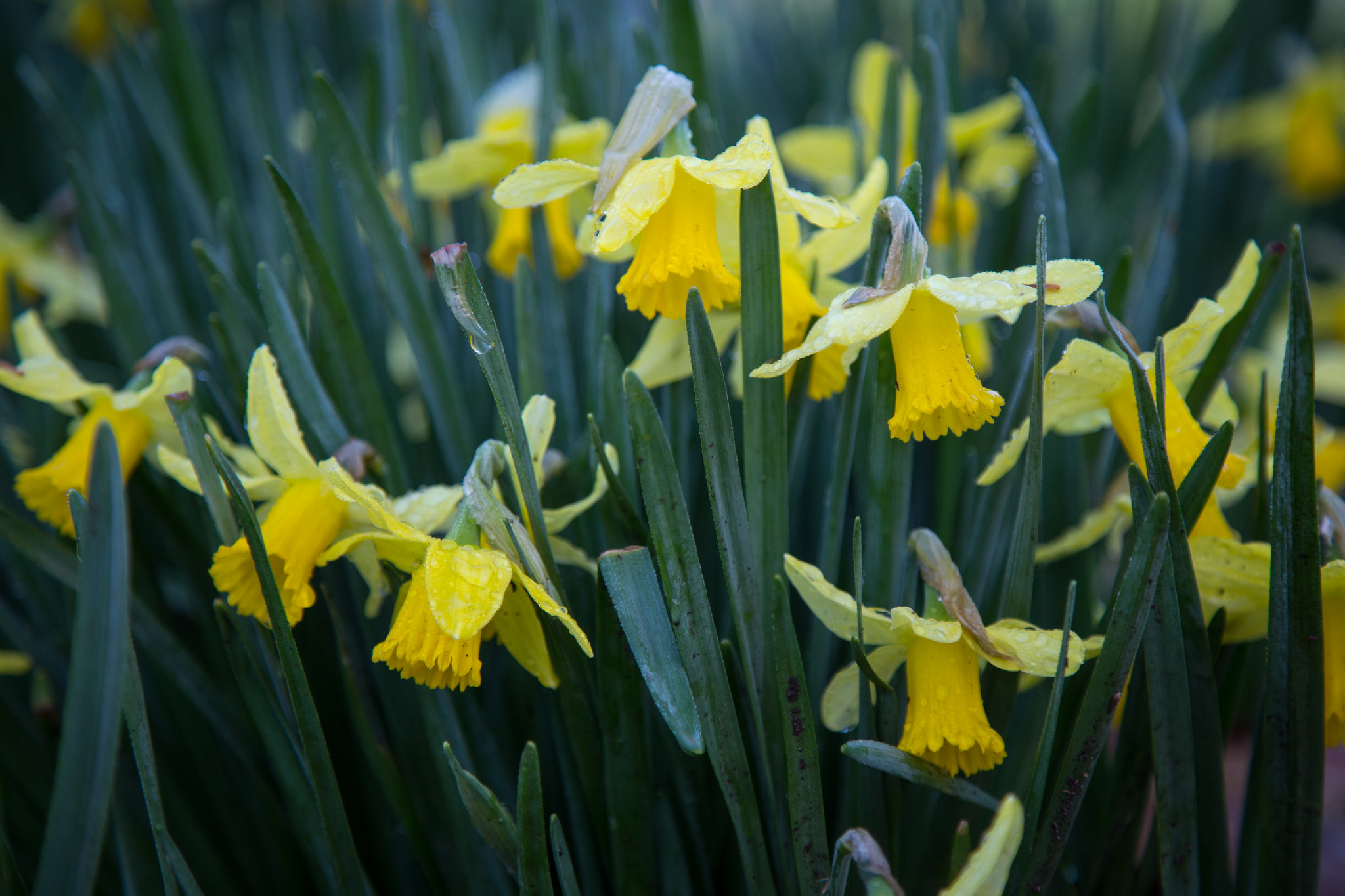 Bashful daffodils.