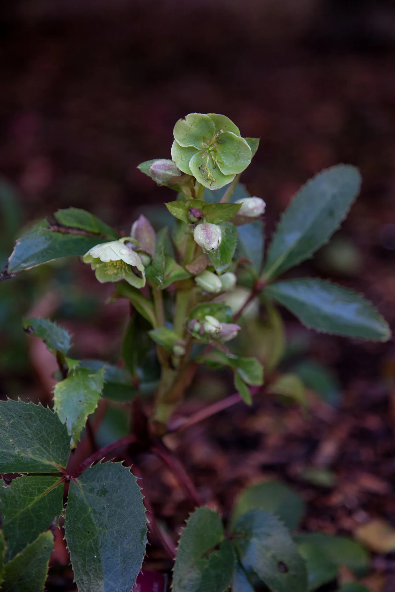 Hellebore faithfully blooming as they do every year in February. A true sign that Imbolc has arrived.