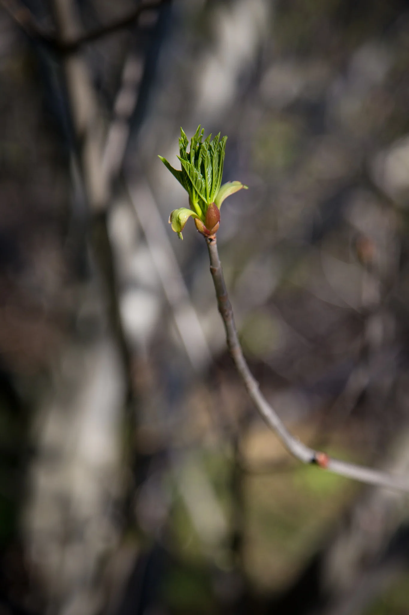 Buds are shooting up everywhere.