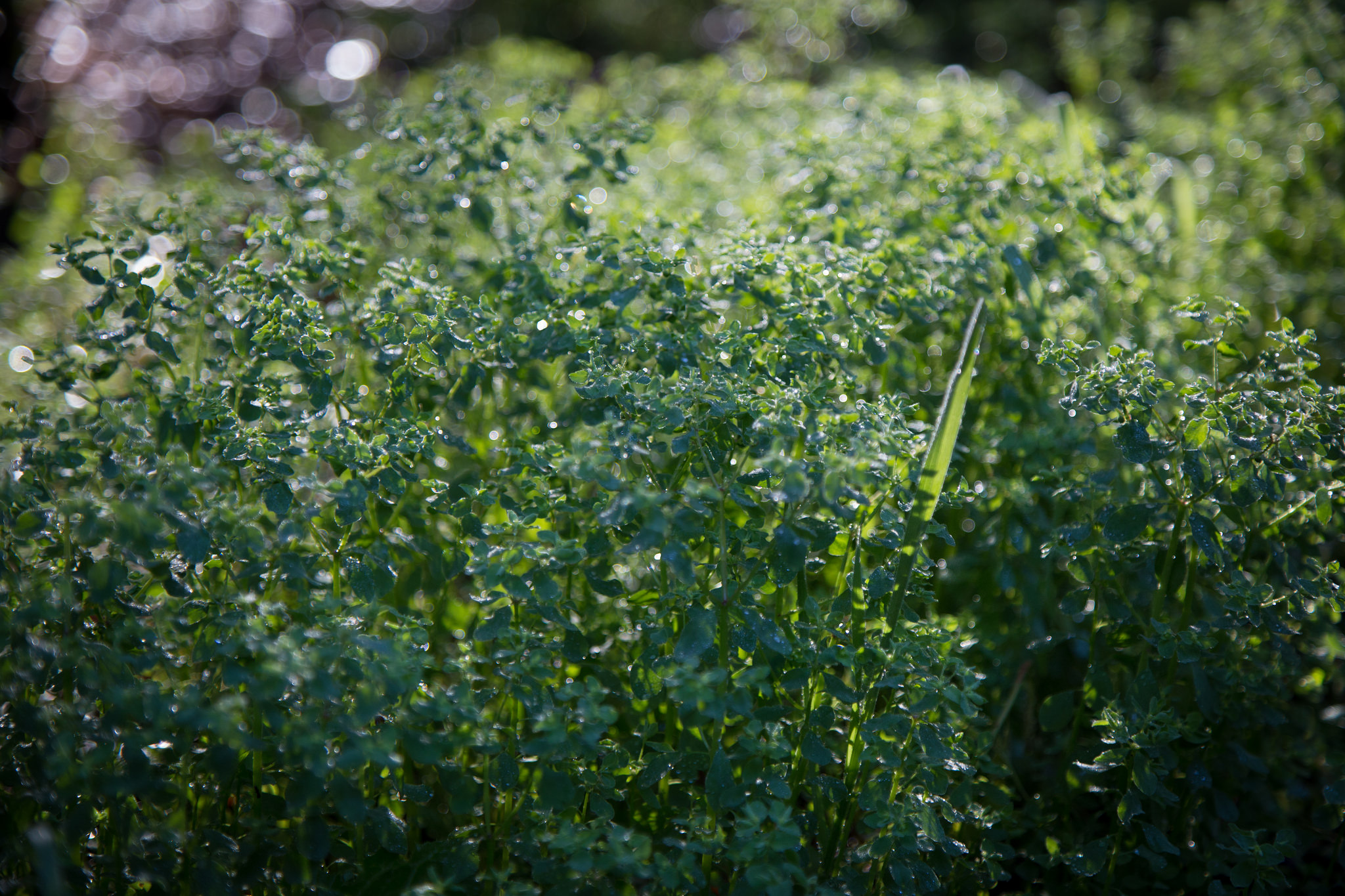 Glistening green.