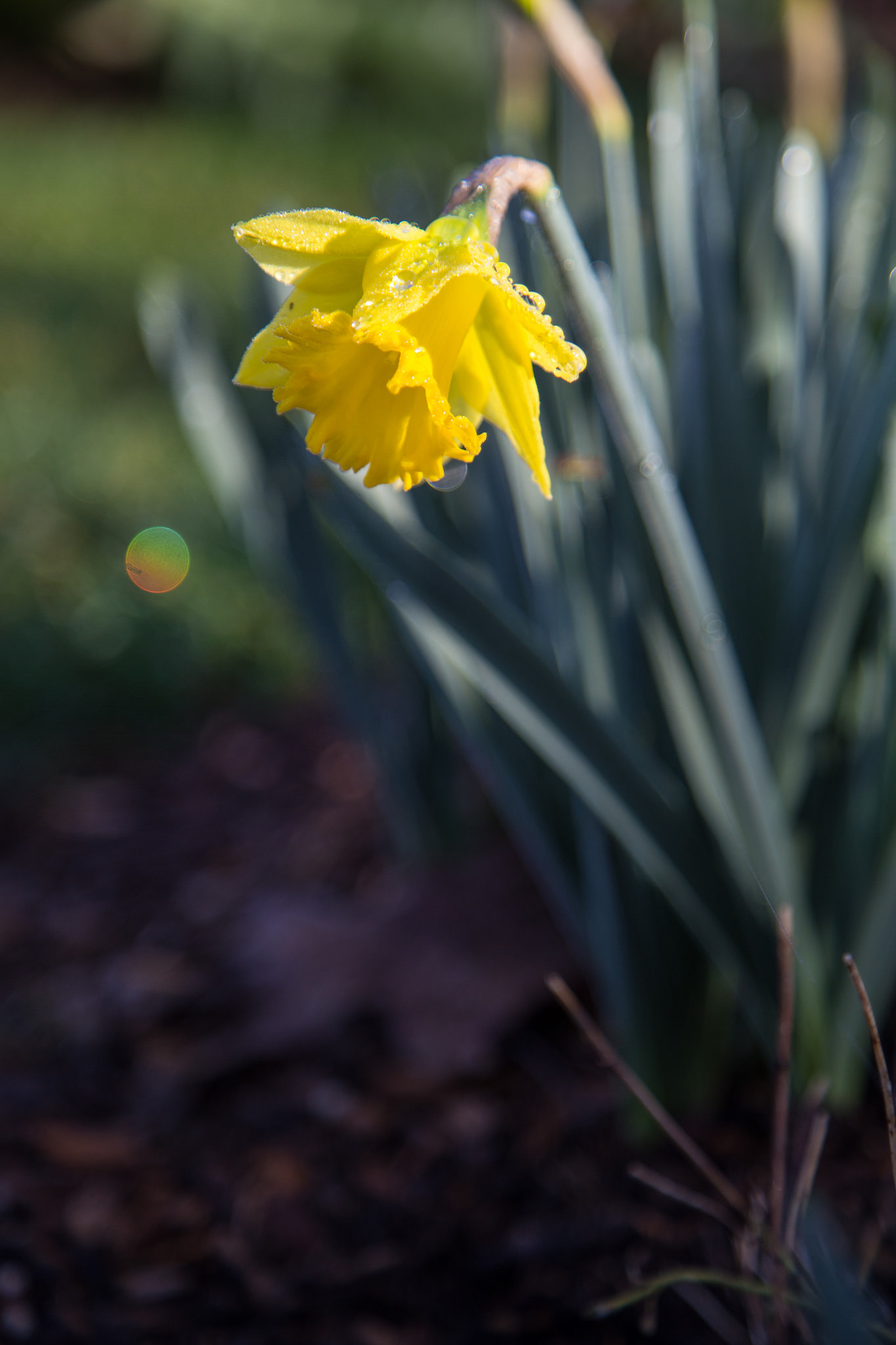 Daffodil with rainbow fairy orb. There's always a little magic at Descanso.