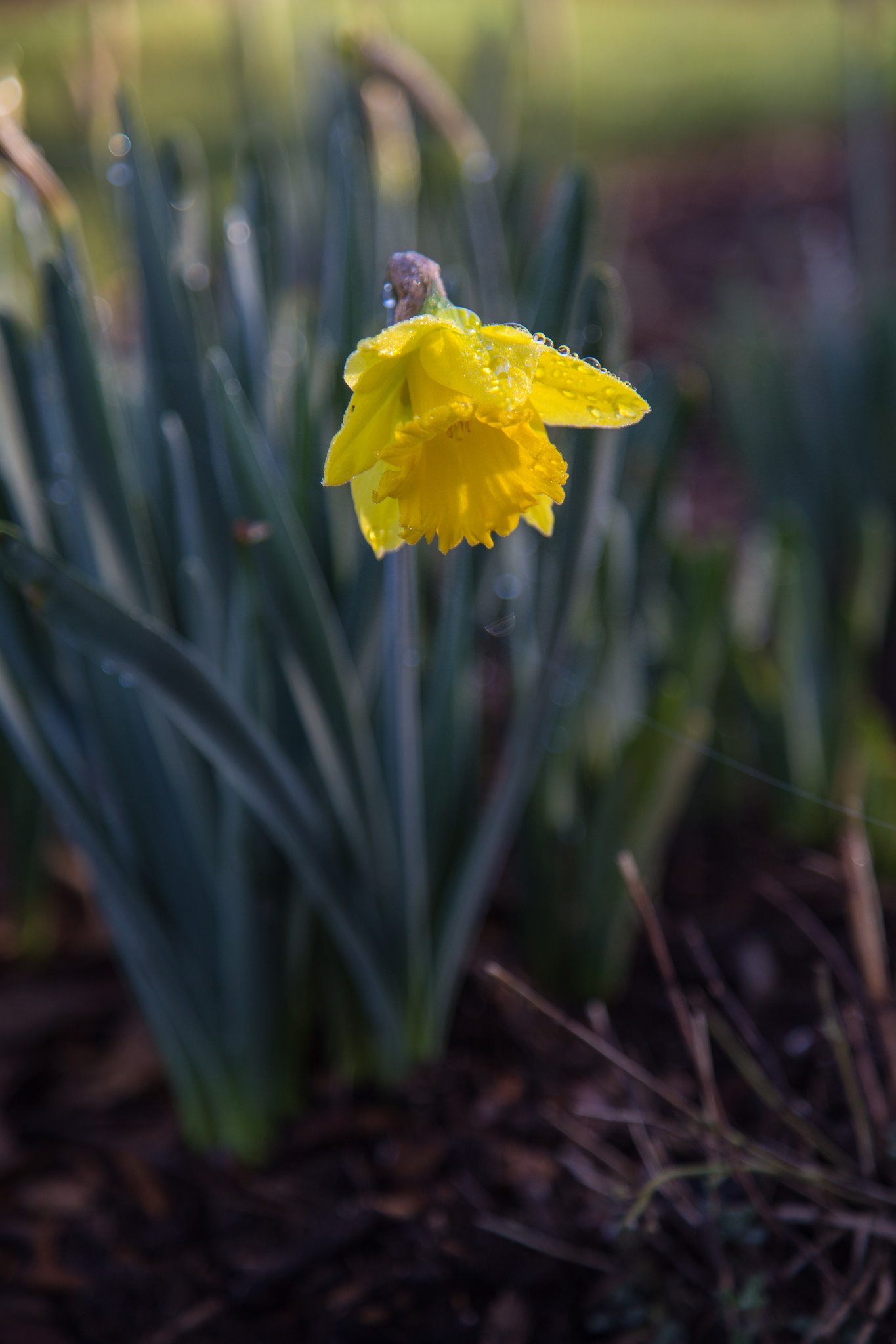 Daffodil.