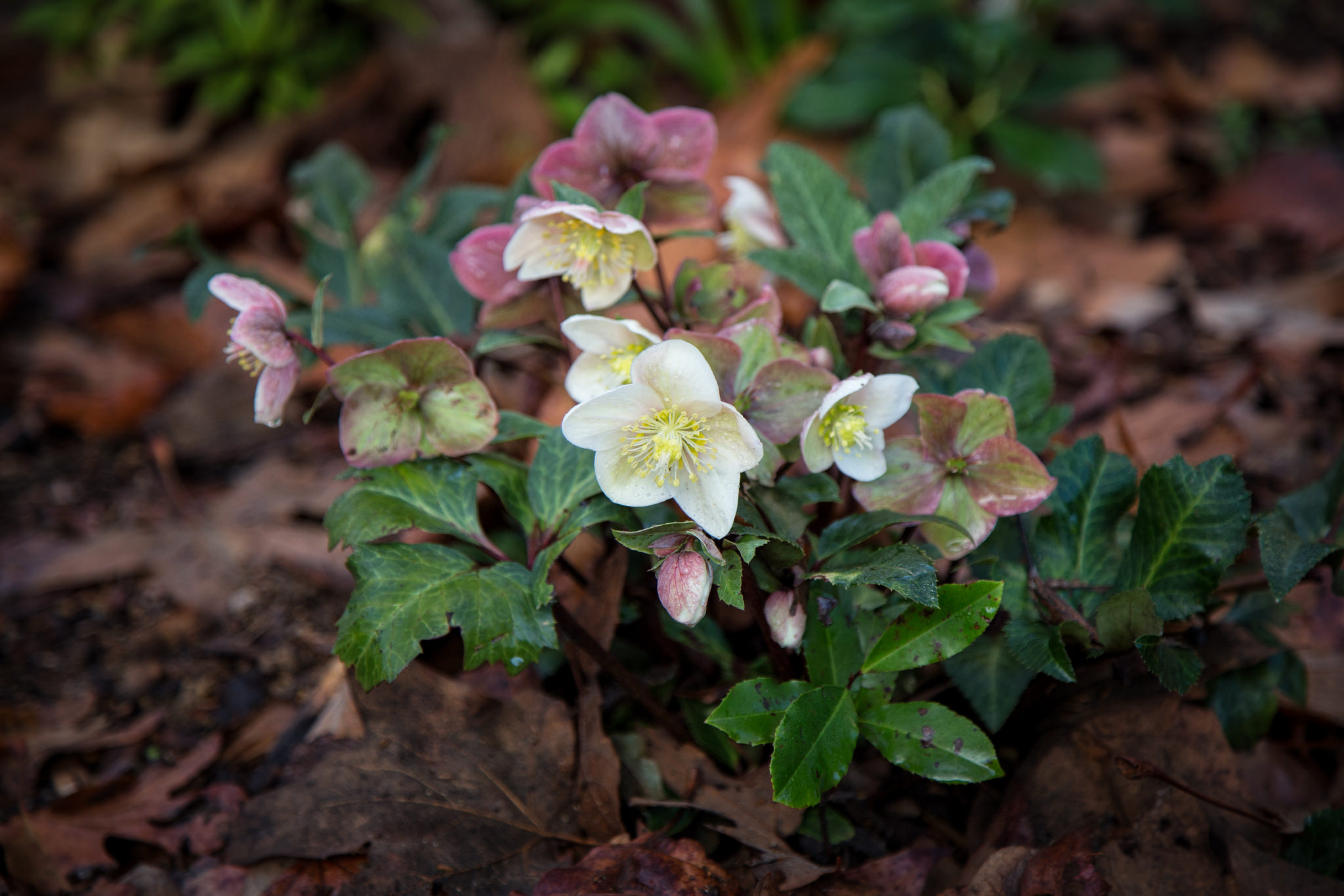 Hellebore is blooming all over the garden.