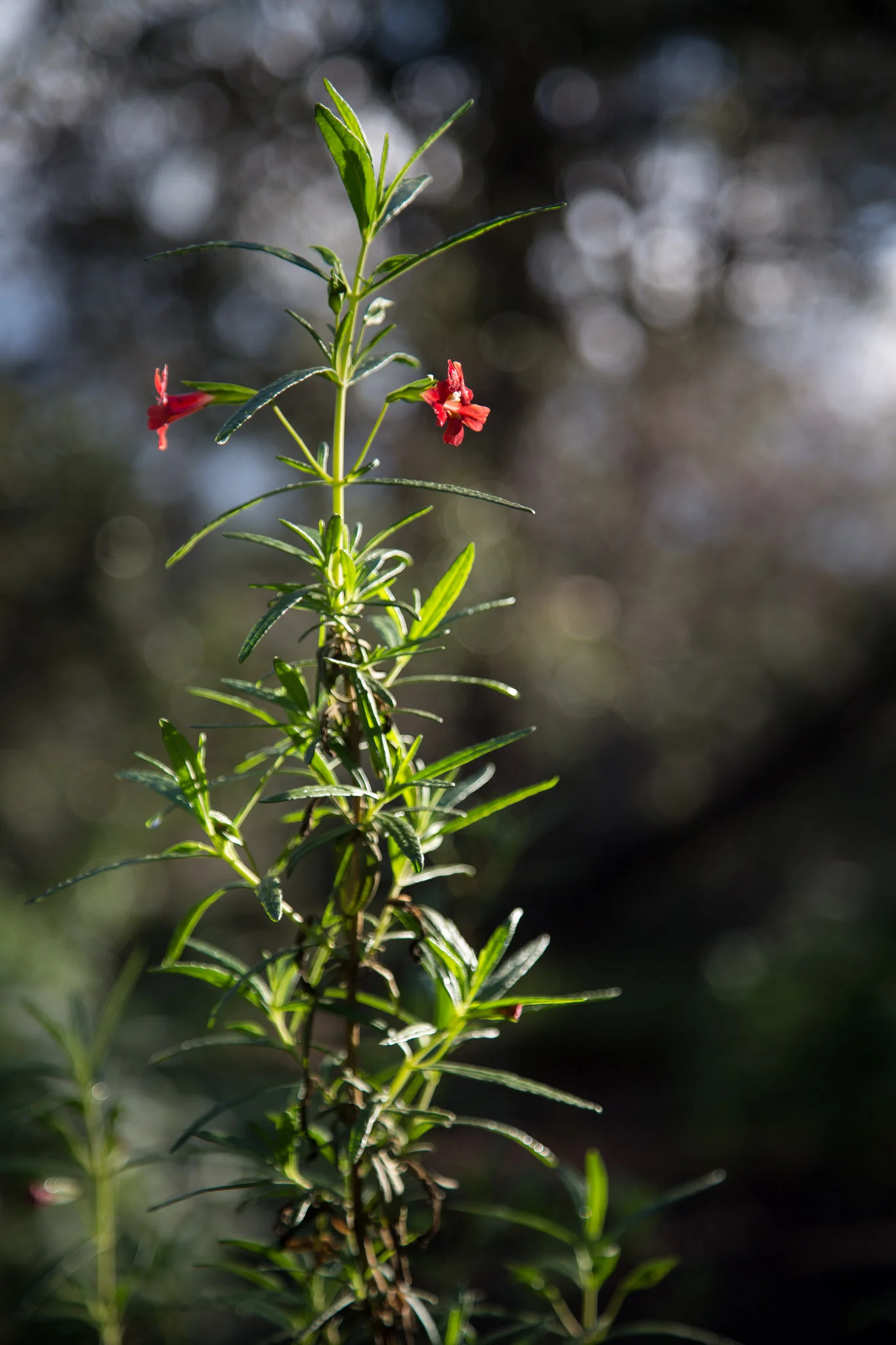 Monkey flower stretching to the sun.