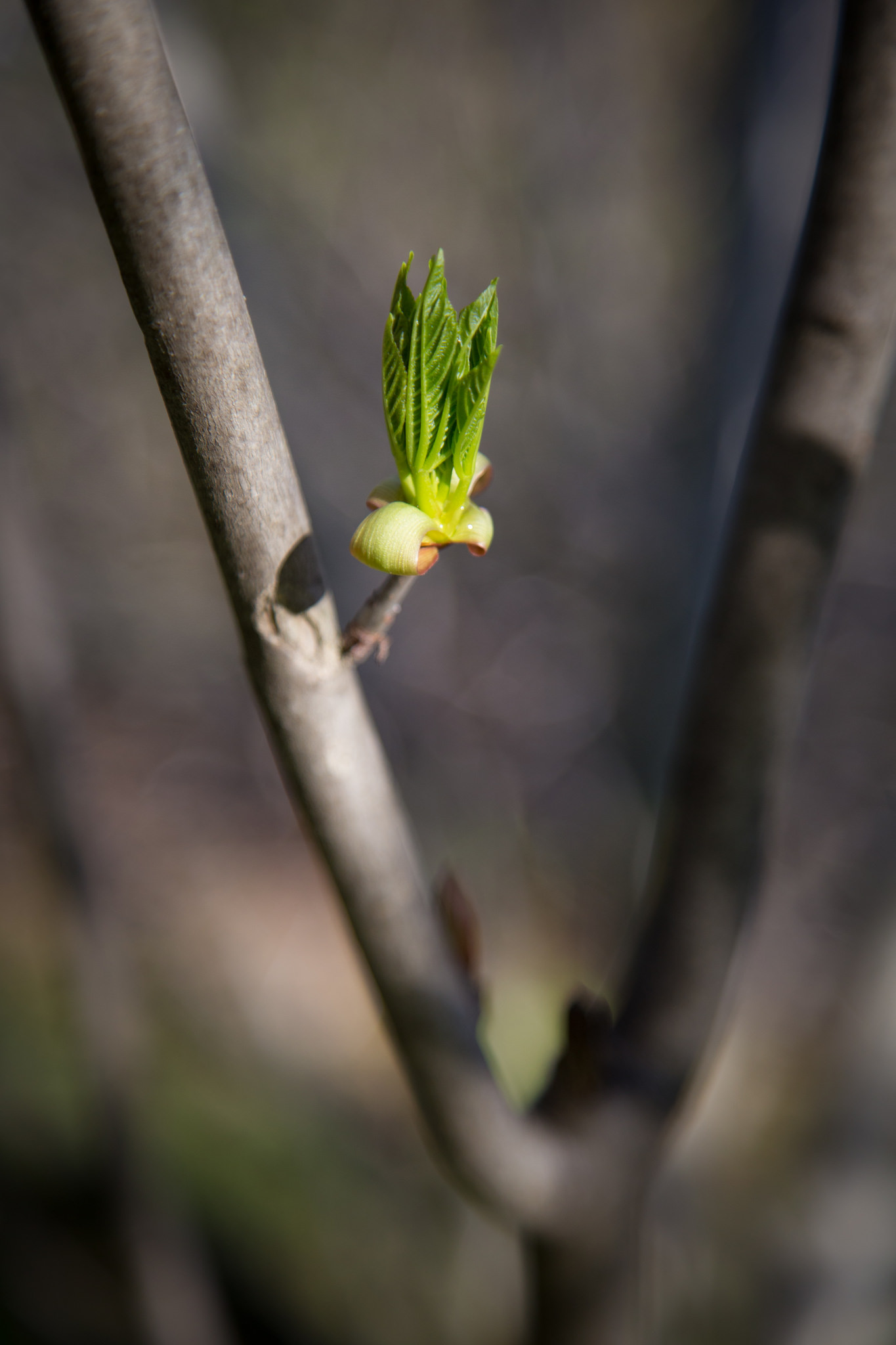 New life on tree branch.