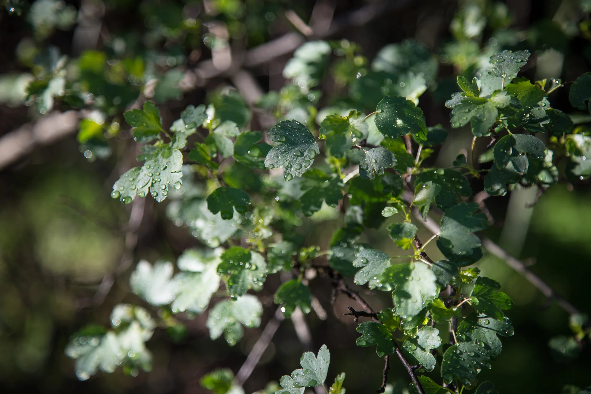 Wet leaves glisten.