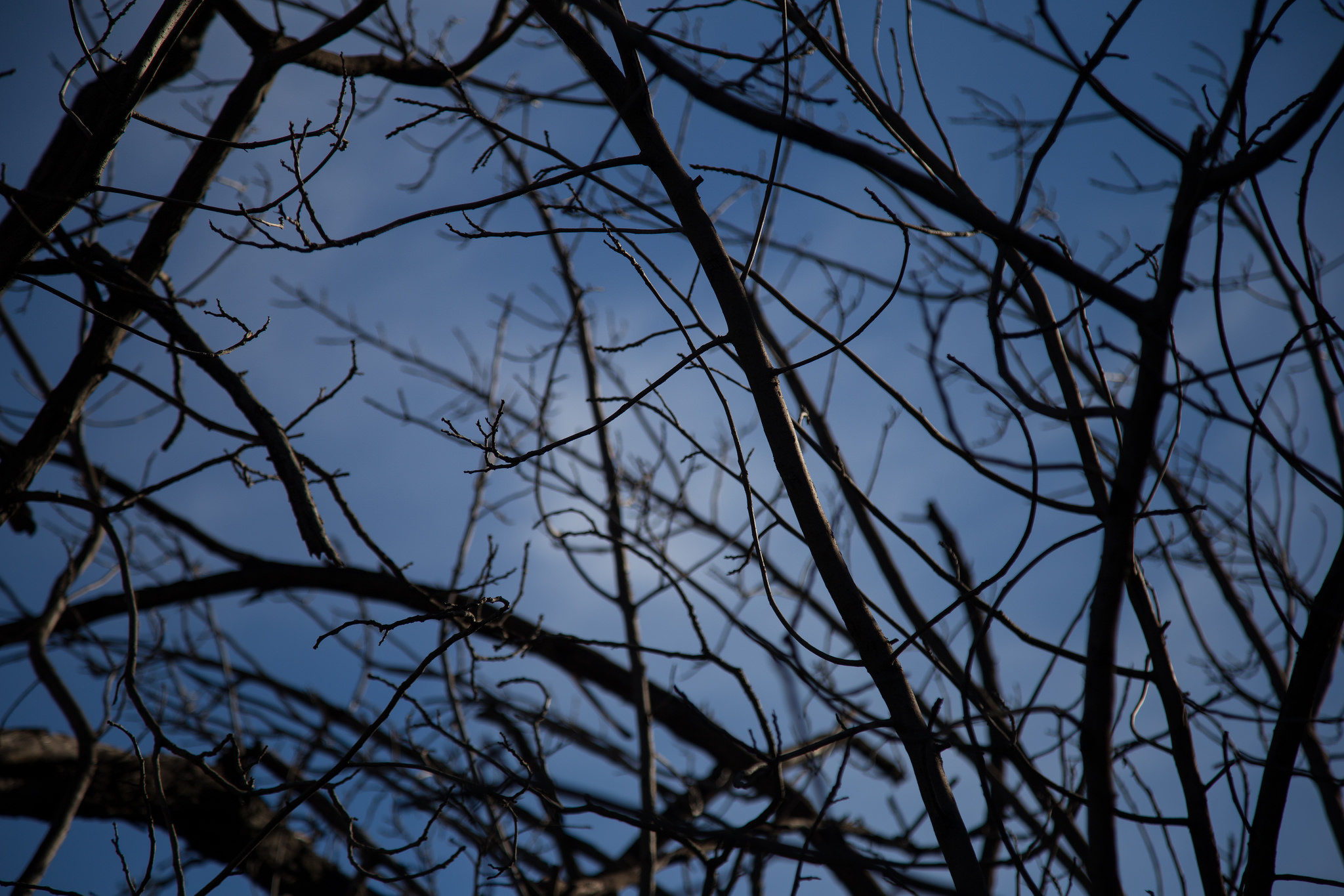 Branches, sky and clouds.