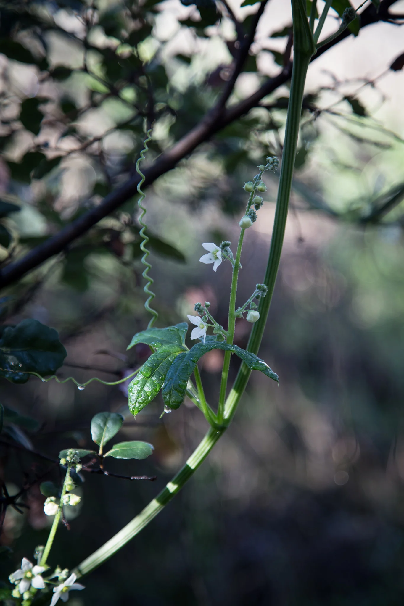 Cucumber vine.