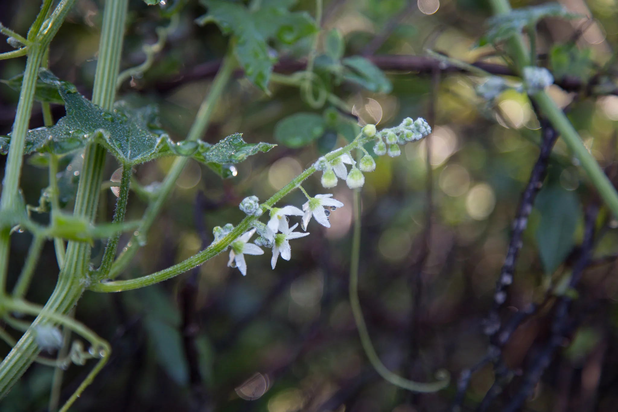Cucumber vine.