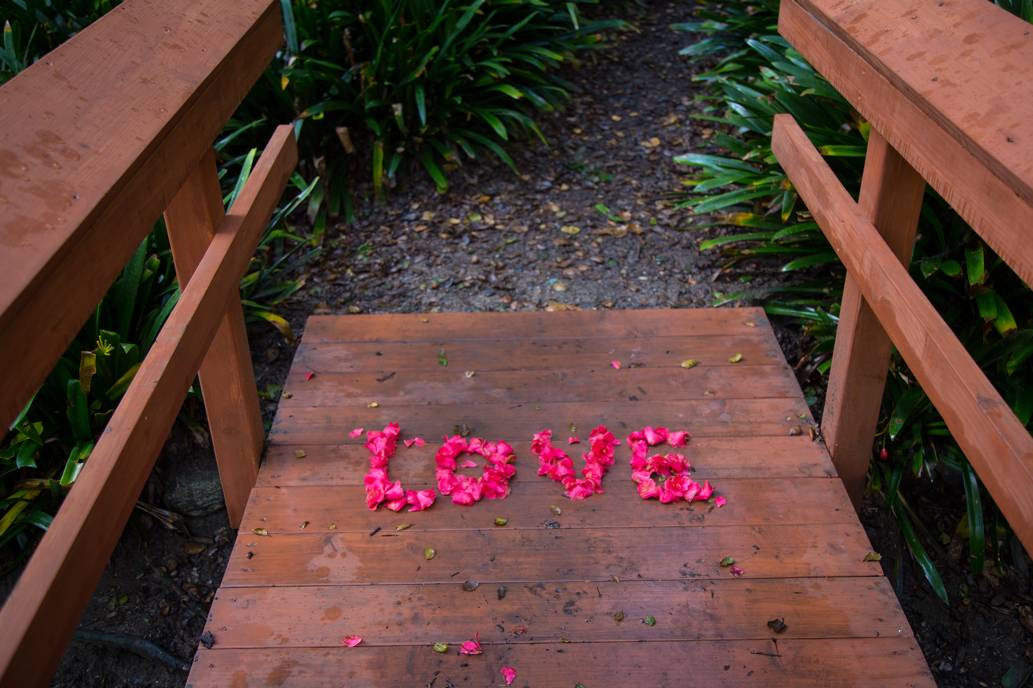 The camellia tress had something to say.