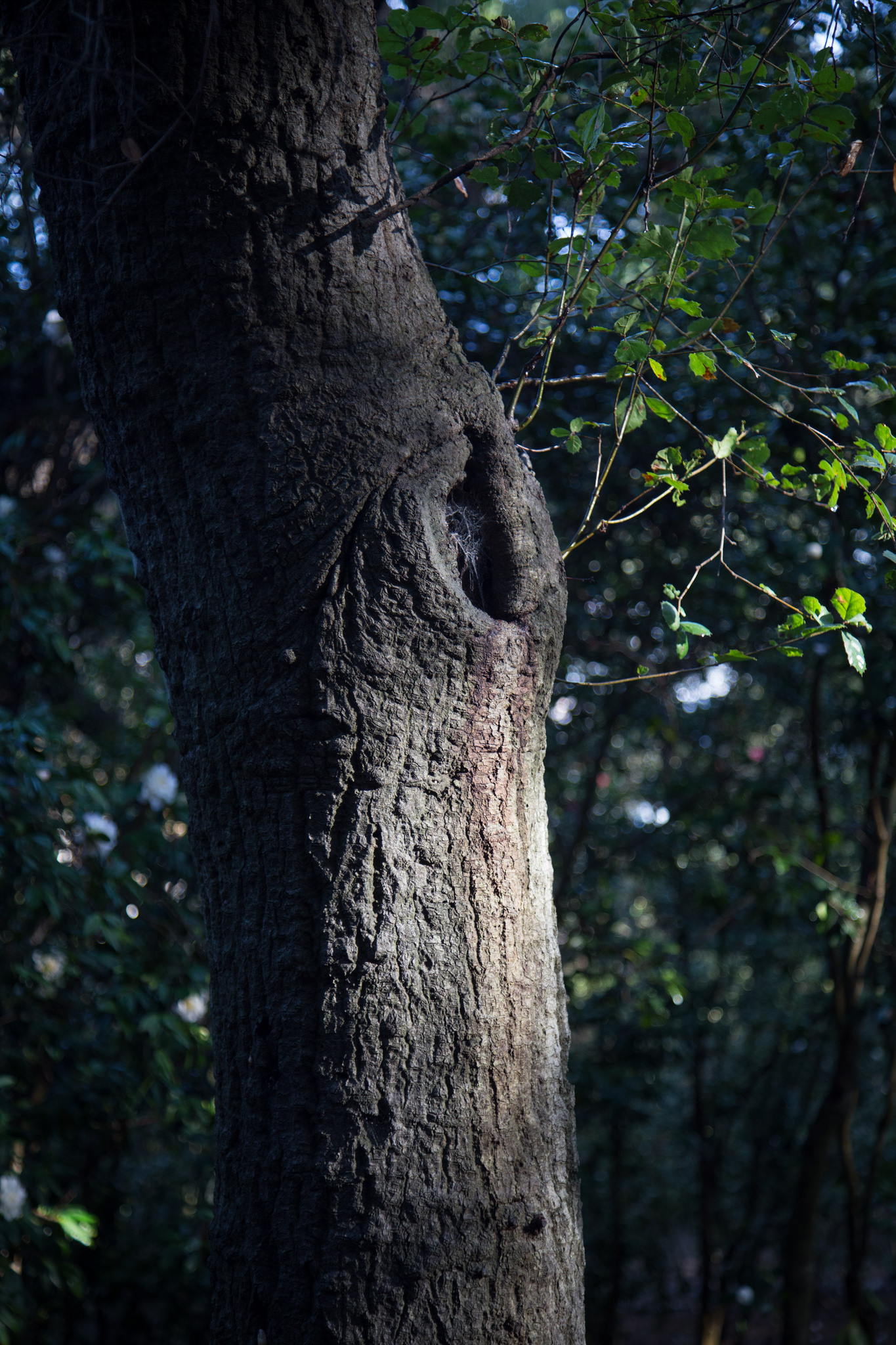 Oak shadow.
