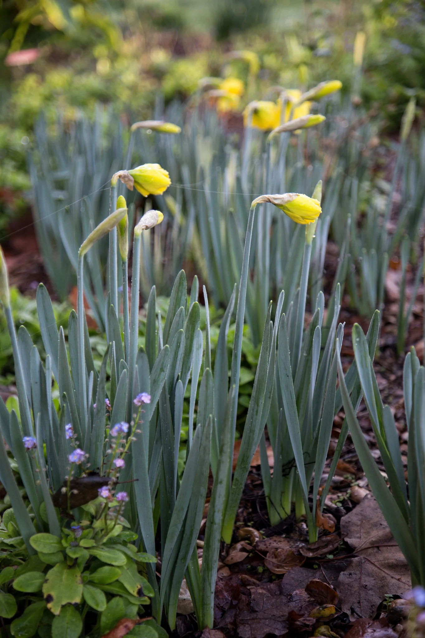 Daffodils getting ready to bloom.