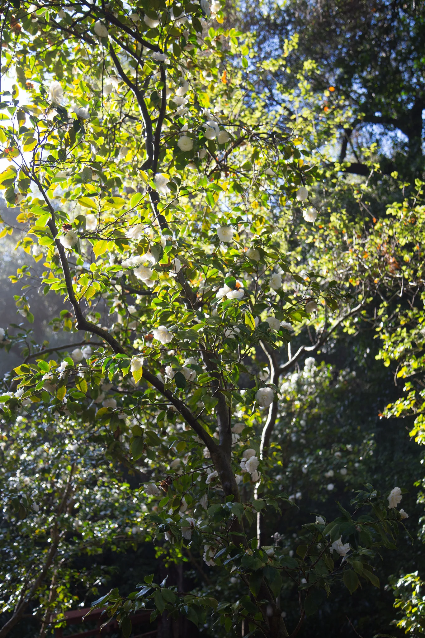 Morning light and camellia trees.