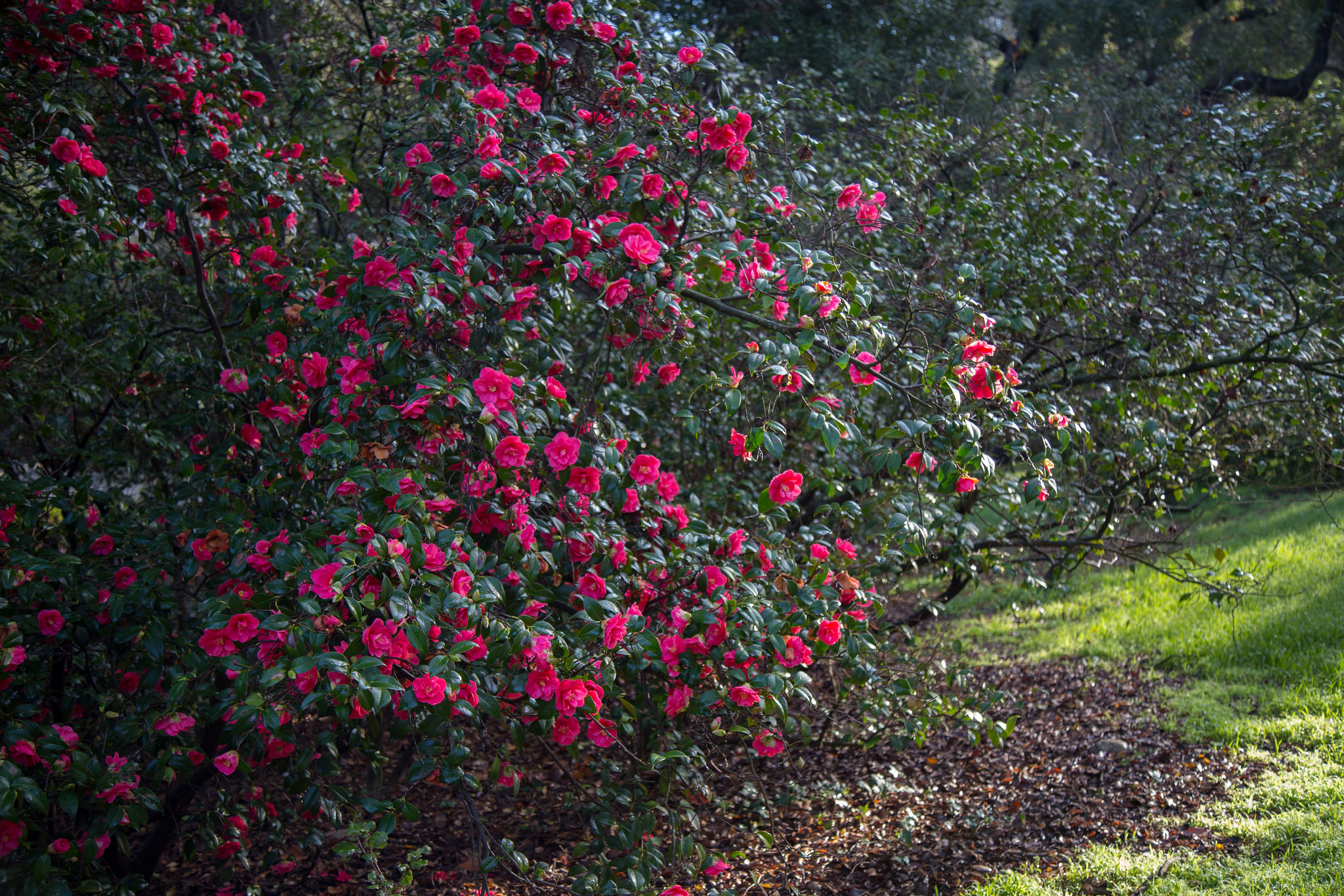 Colorful camellia.