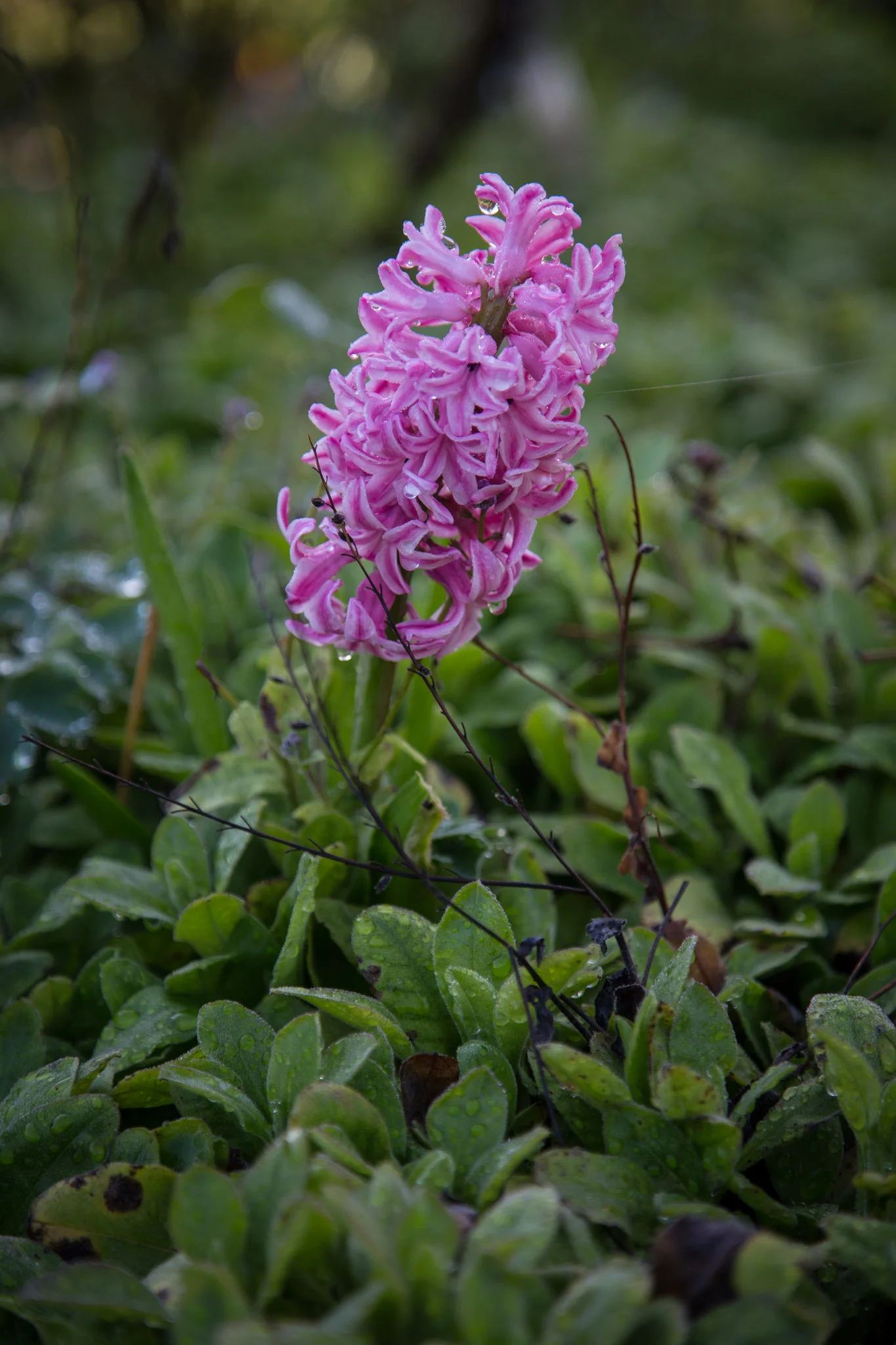 Hyacinth is one of my favorite flowers this time of year.