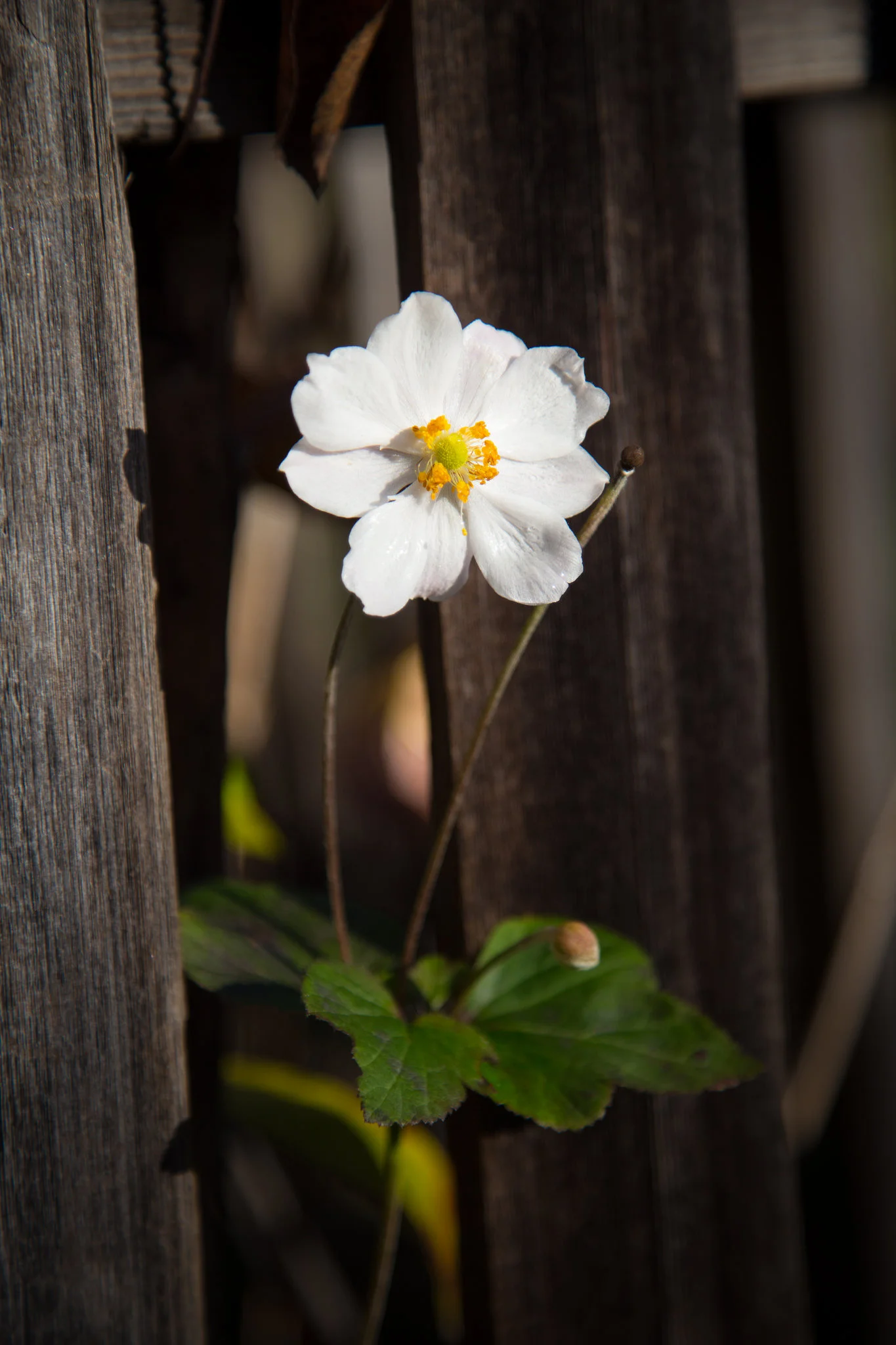 A lone Japanese Anemone by the cottage.