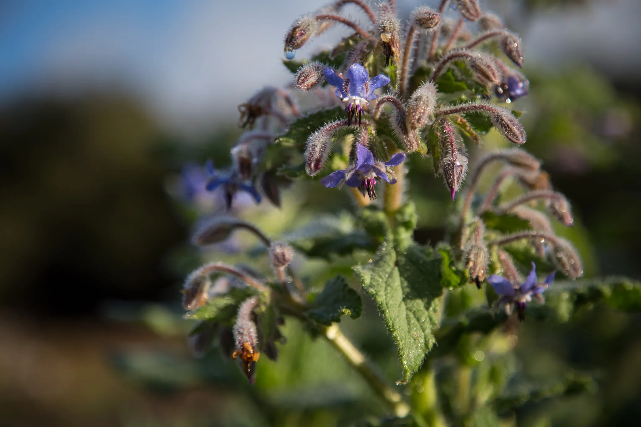 Borage in the sun.