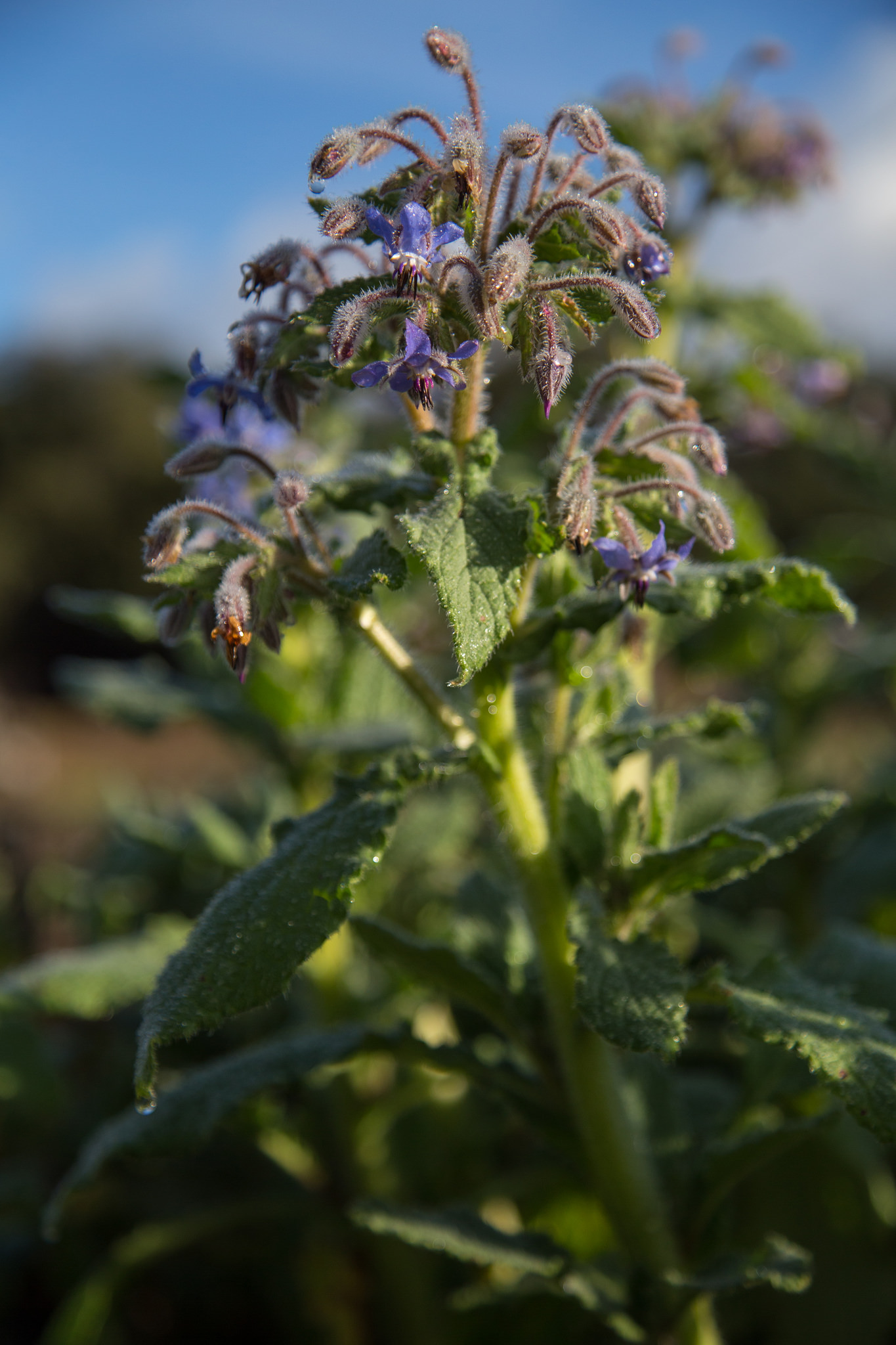 Borage.