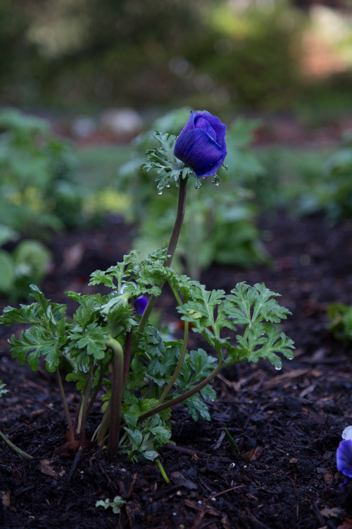 Anemone waking up.