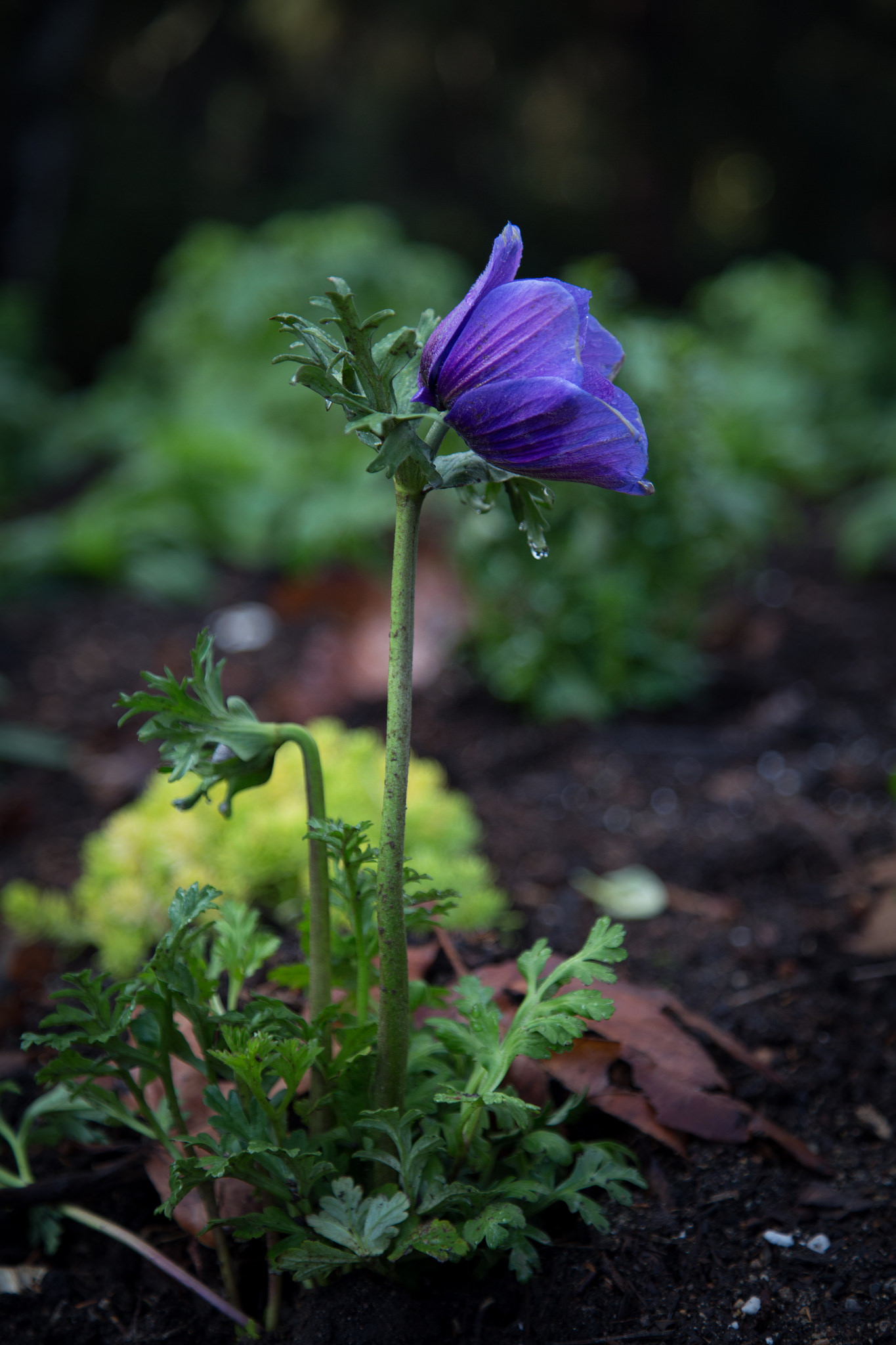 Anemone.