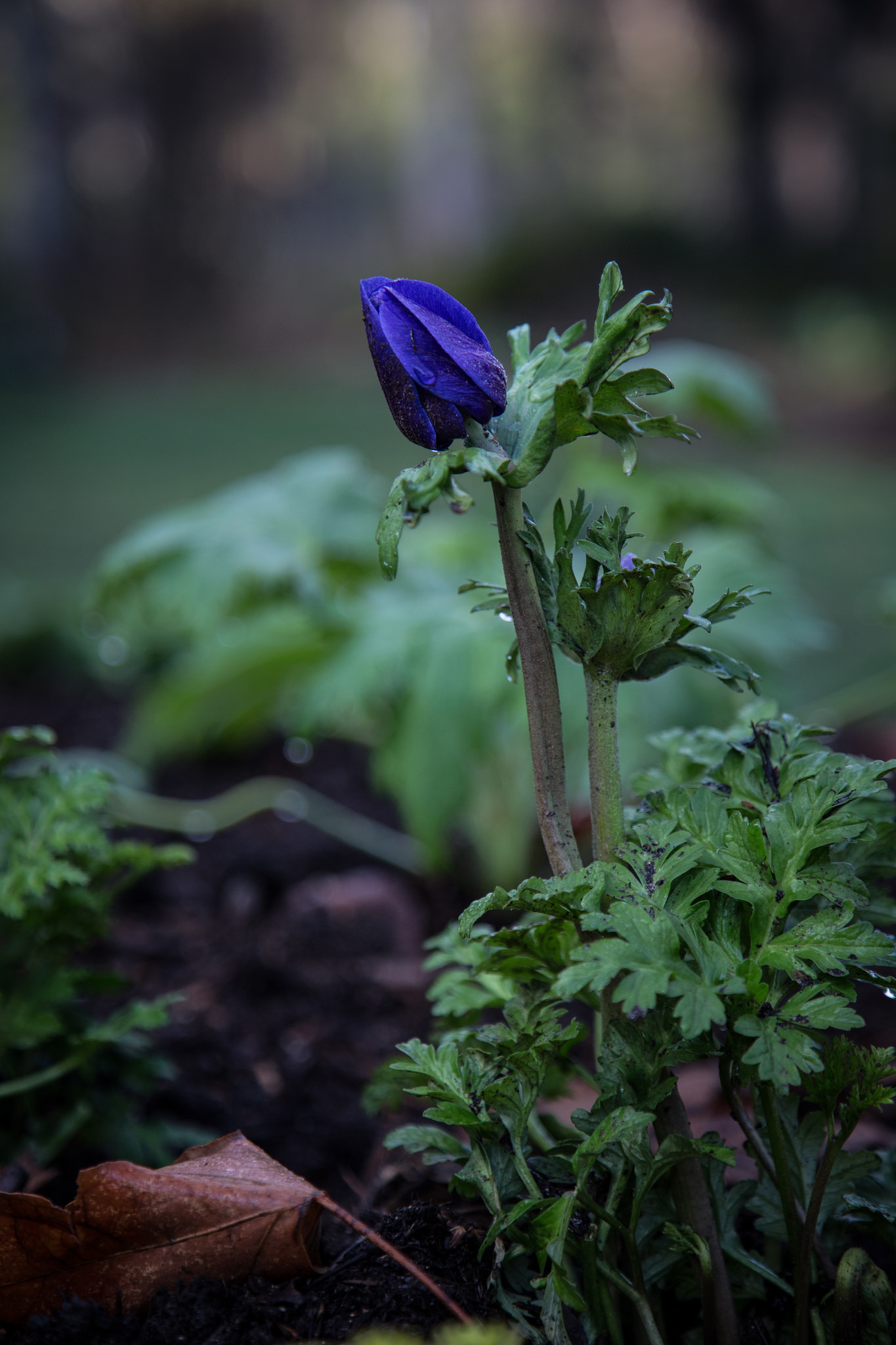 Sleeping Anemone.