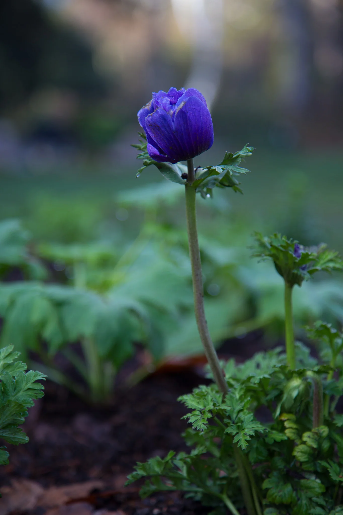 Anemone.