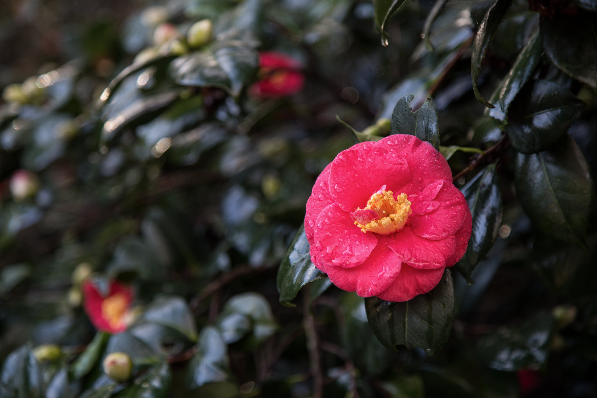 Camellia.