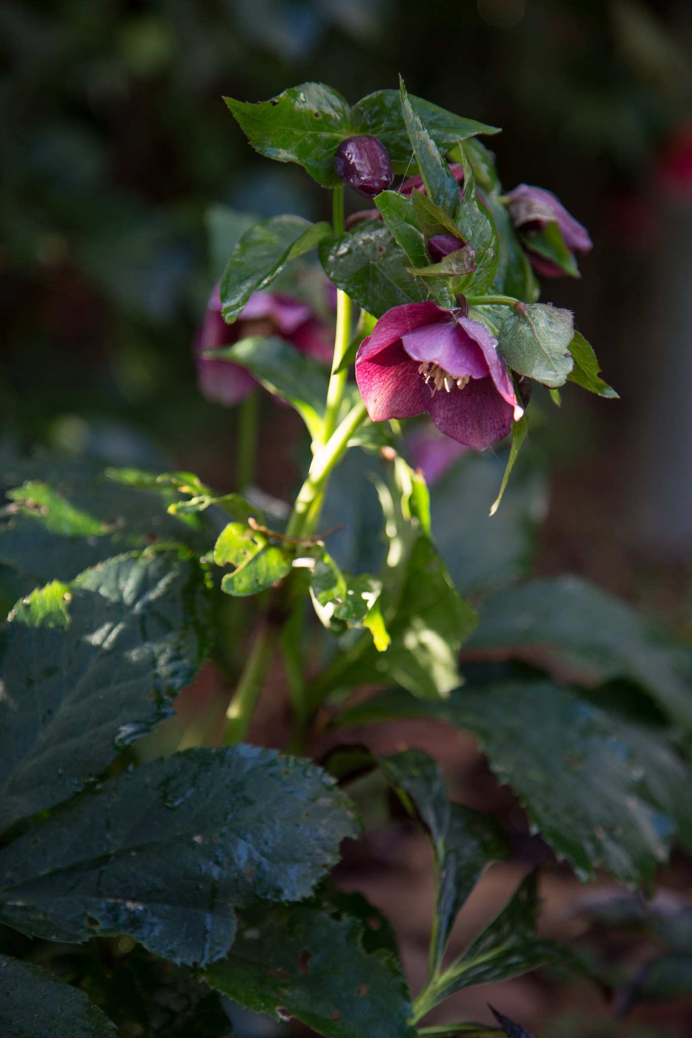 Hellebore.
