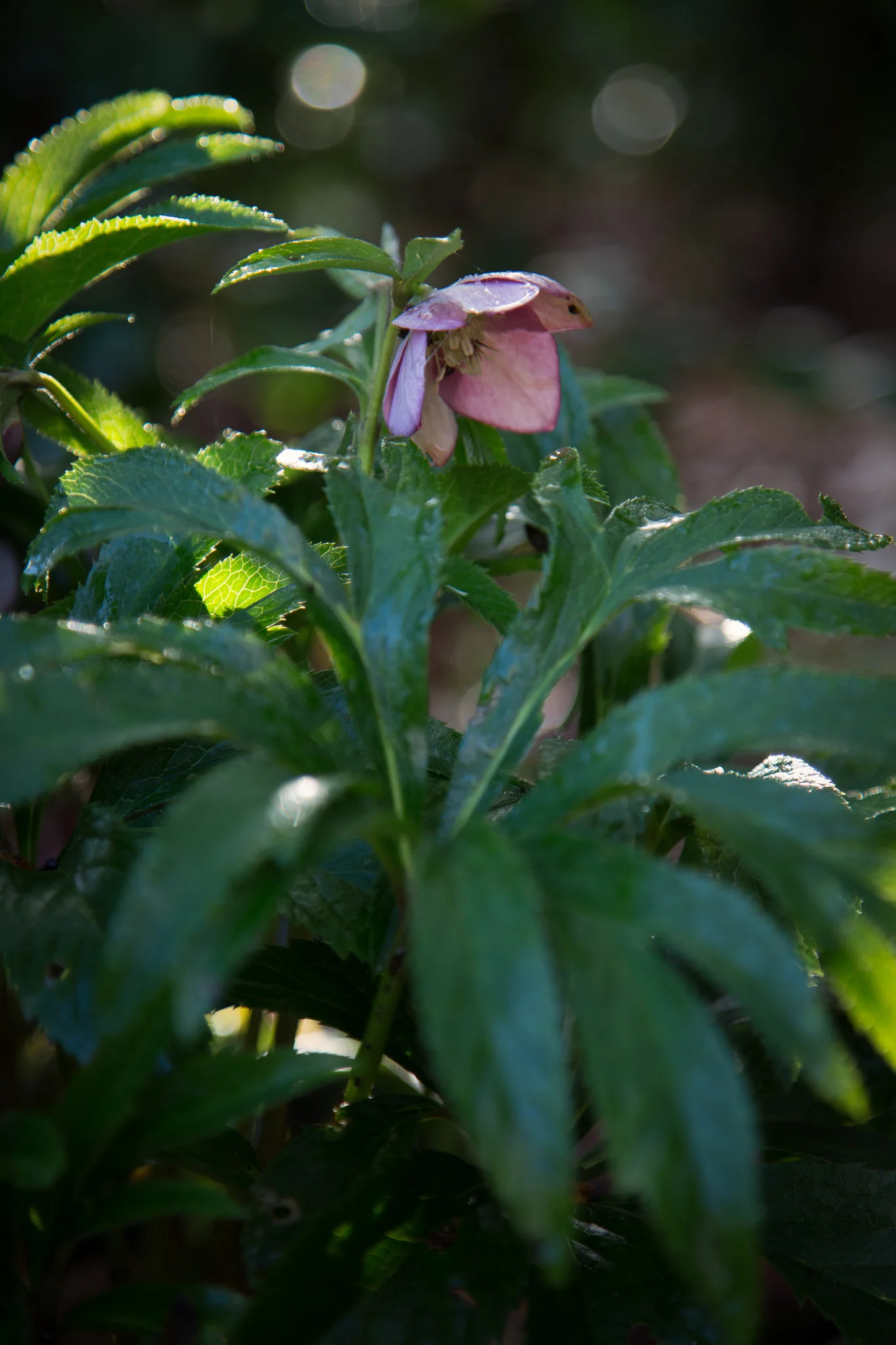 Hellebore.