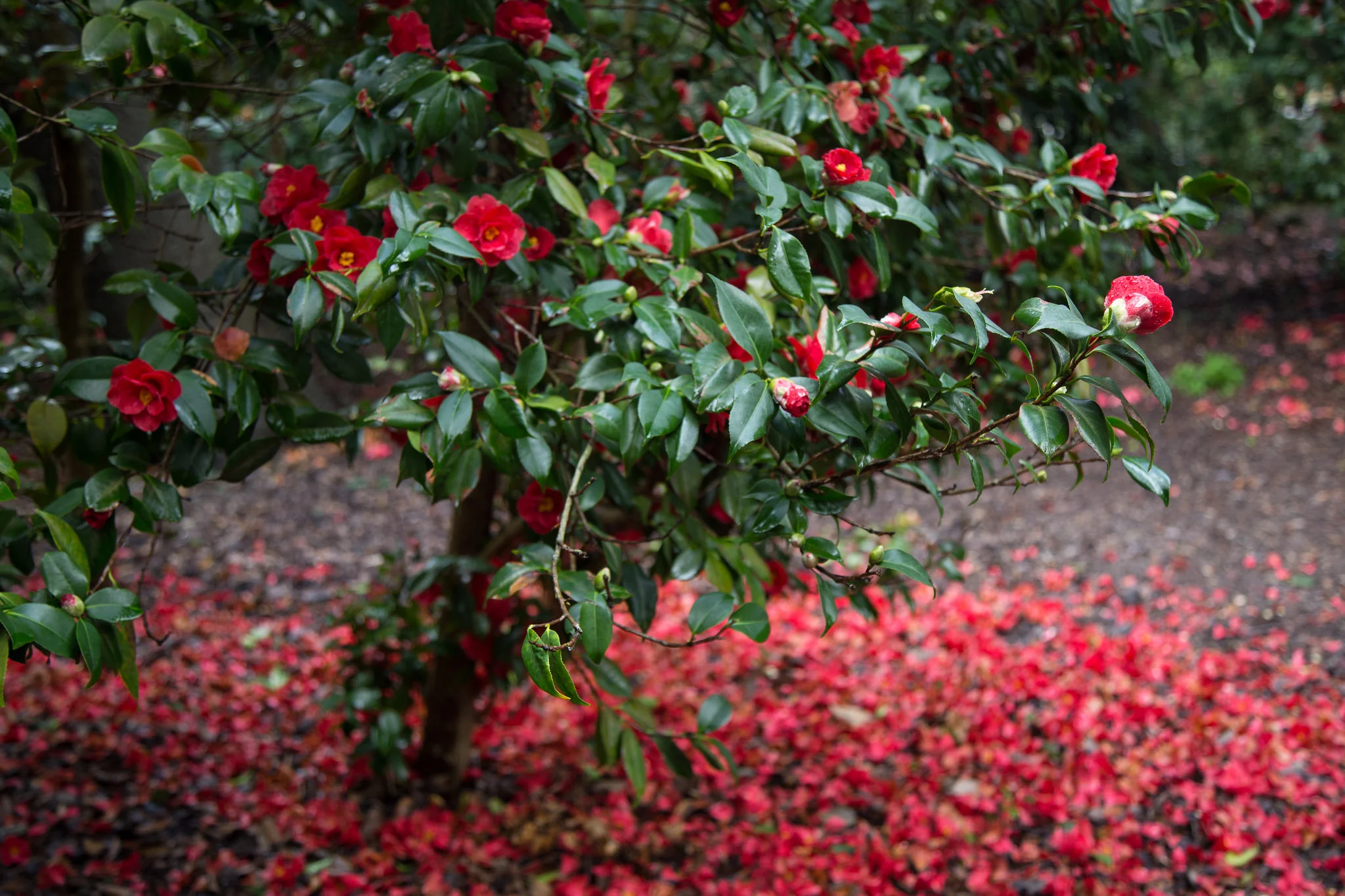 The camellia forest looks lovely when the petals fall.