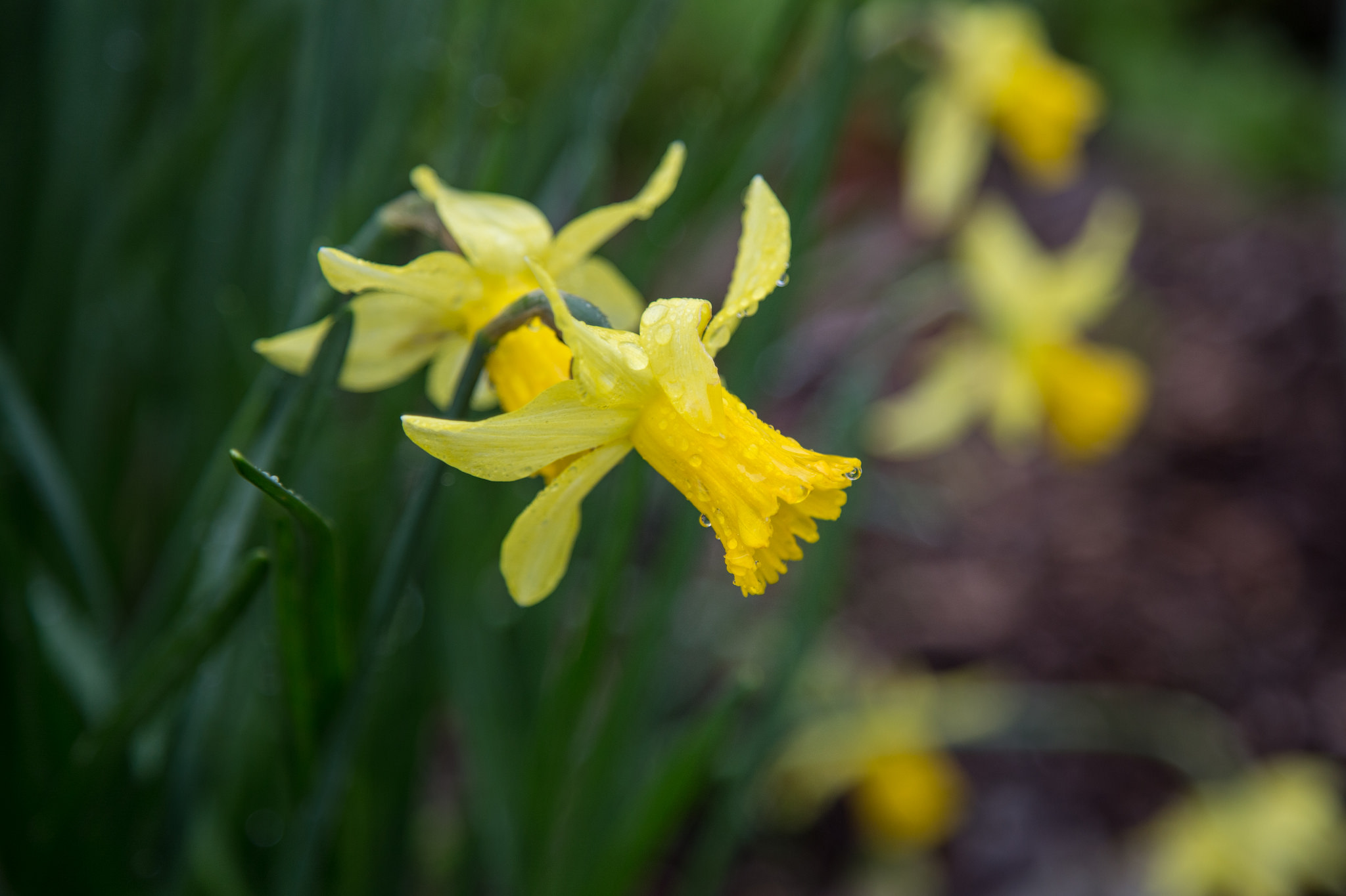Daffodils heavy with rain.