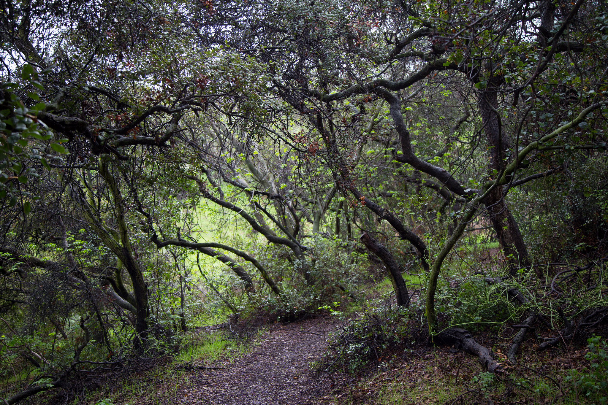 My favorite trail. It's very quiet here in the oaks. I like to stop here and listen to the birds and meditate.