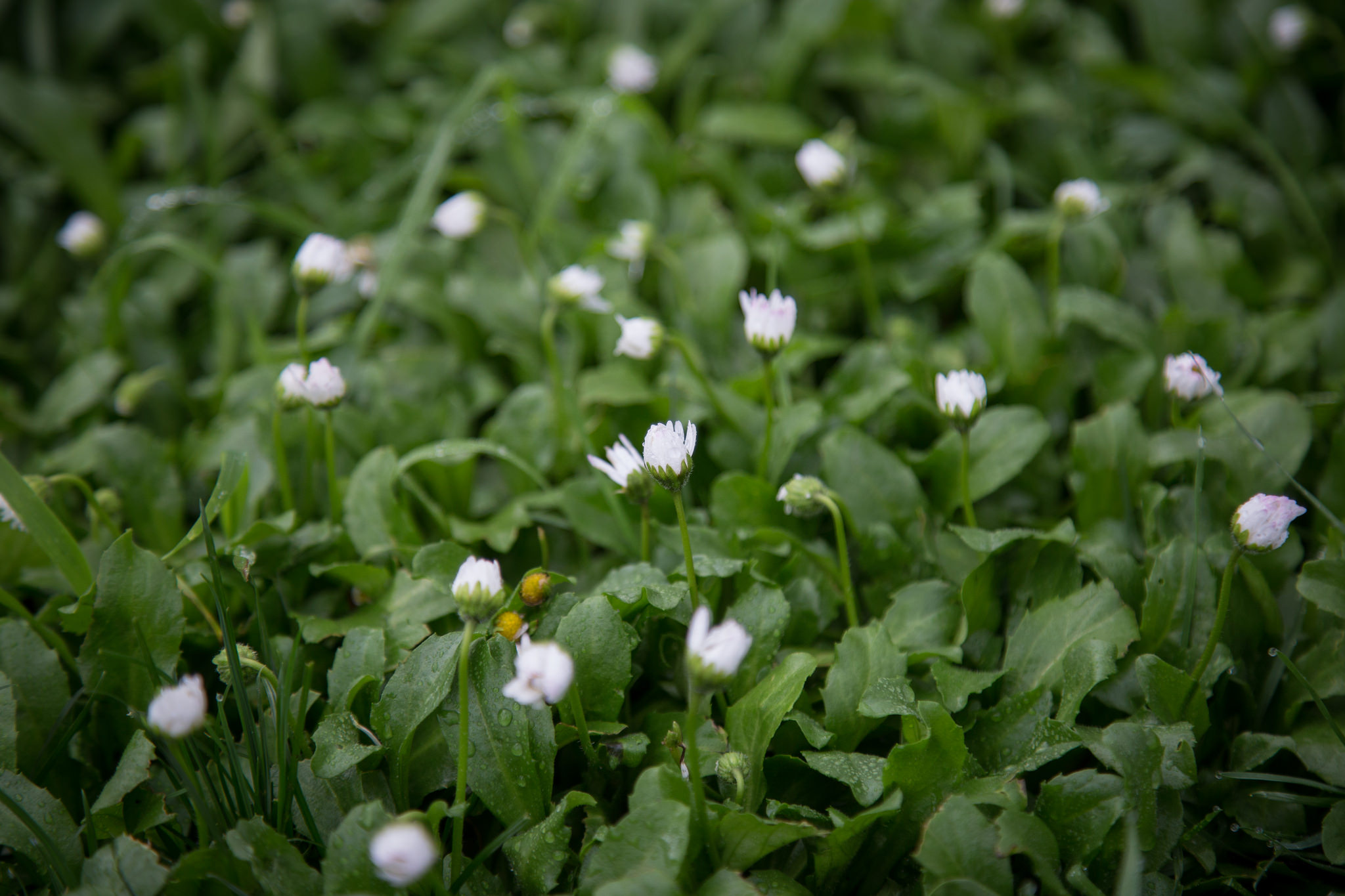 Tiny white flowers blooming in the grass.