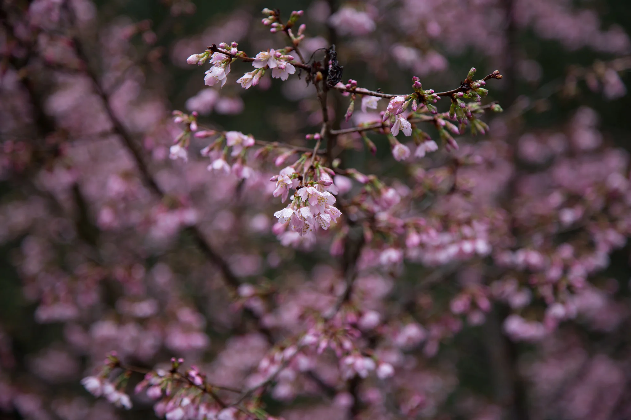 Cherry tree beginning to bloom.
