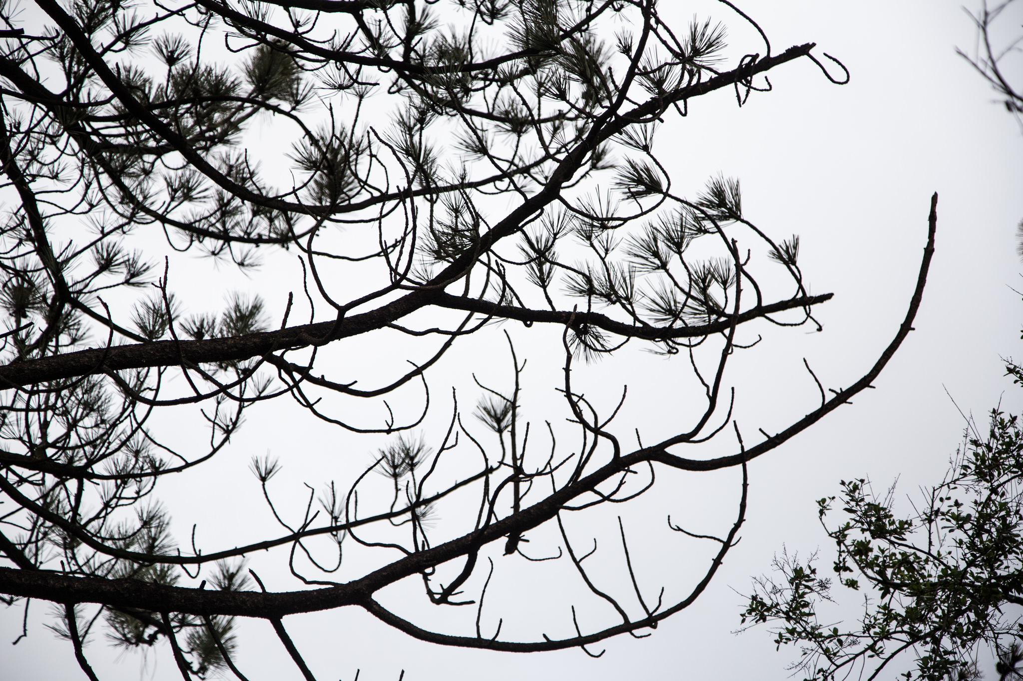 Gray sky.