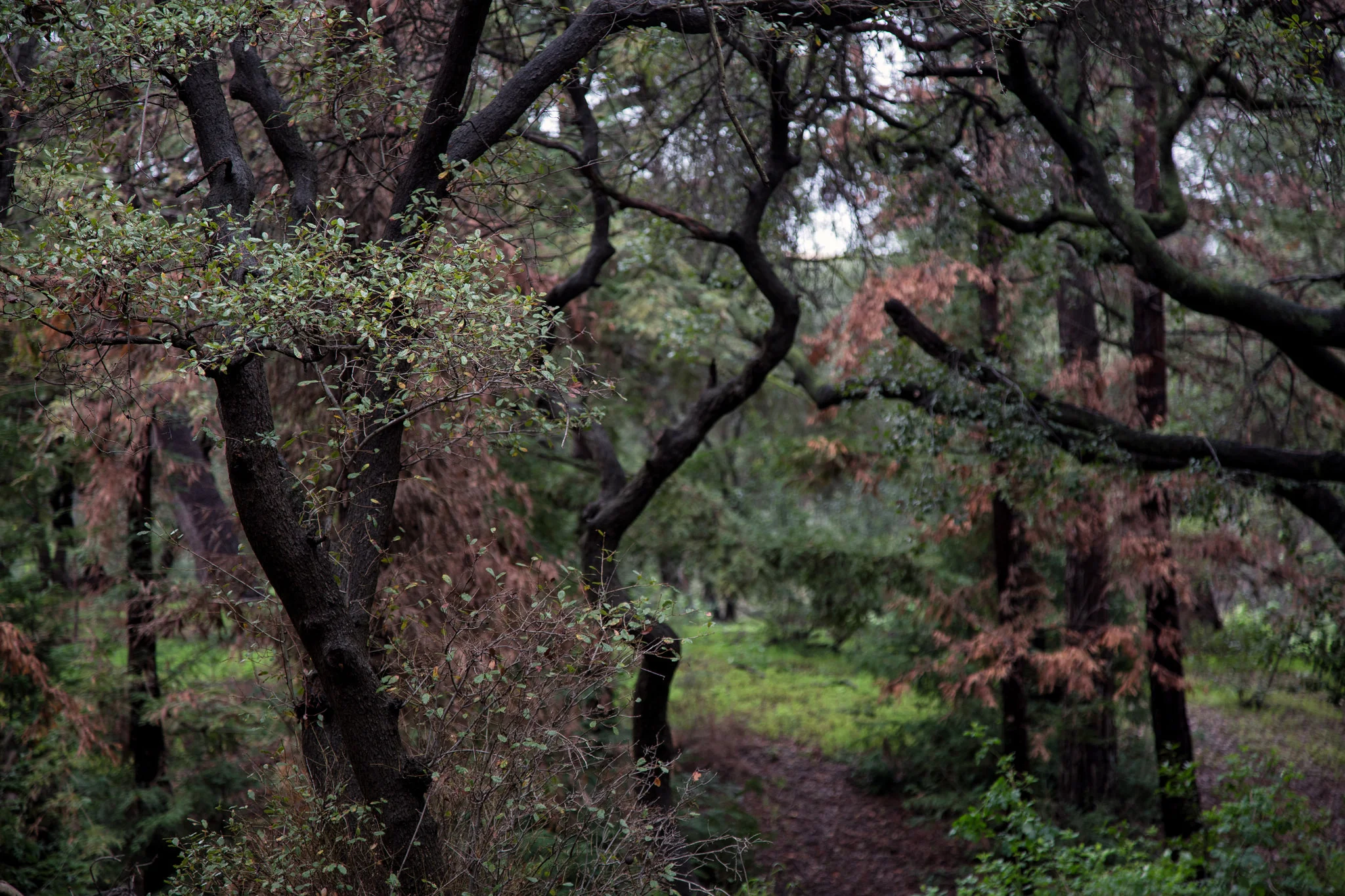 Oak forest.