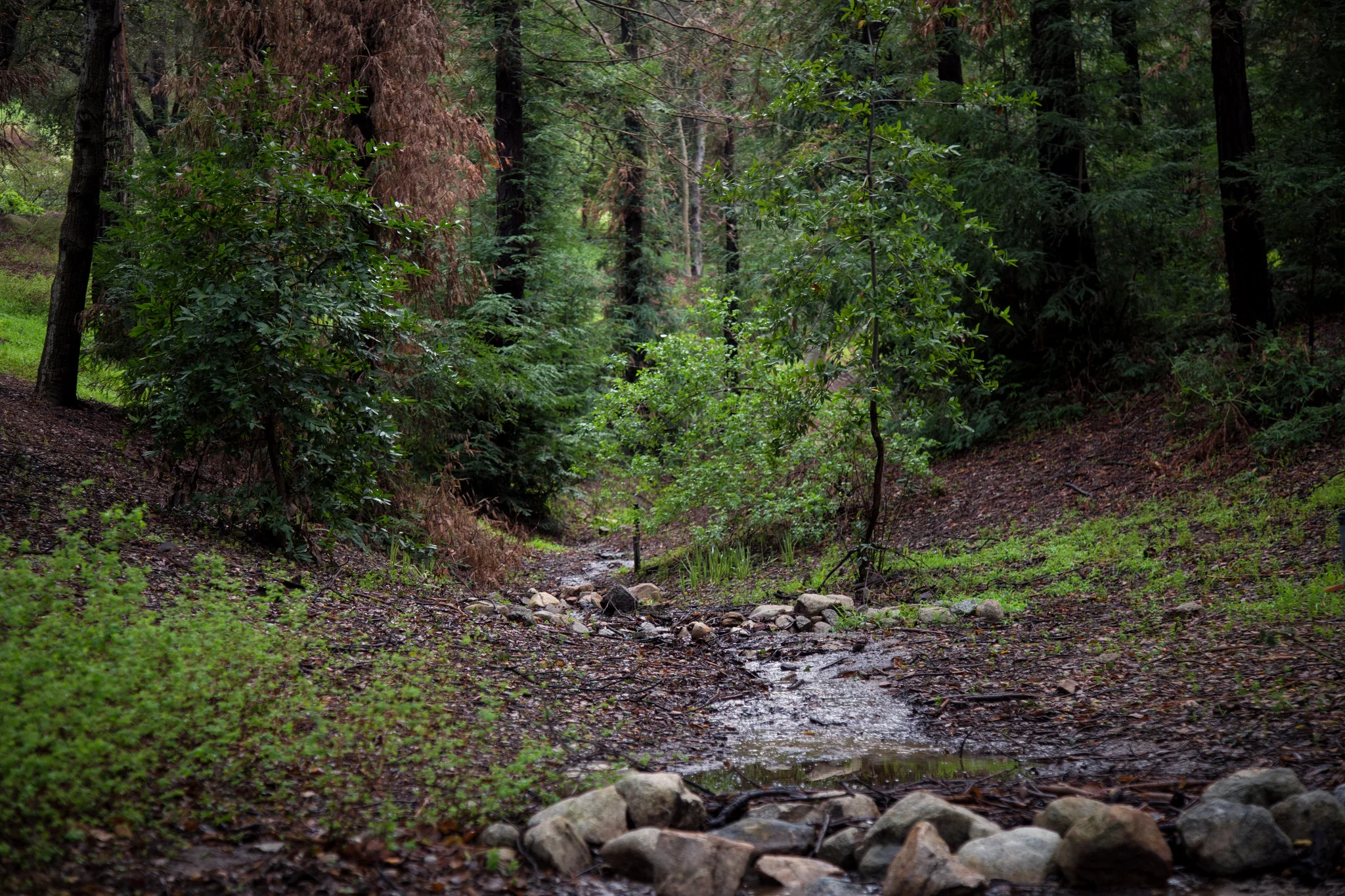 Water coming down the hillside from all the rain.