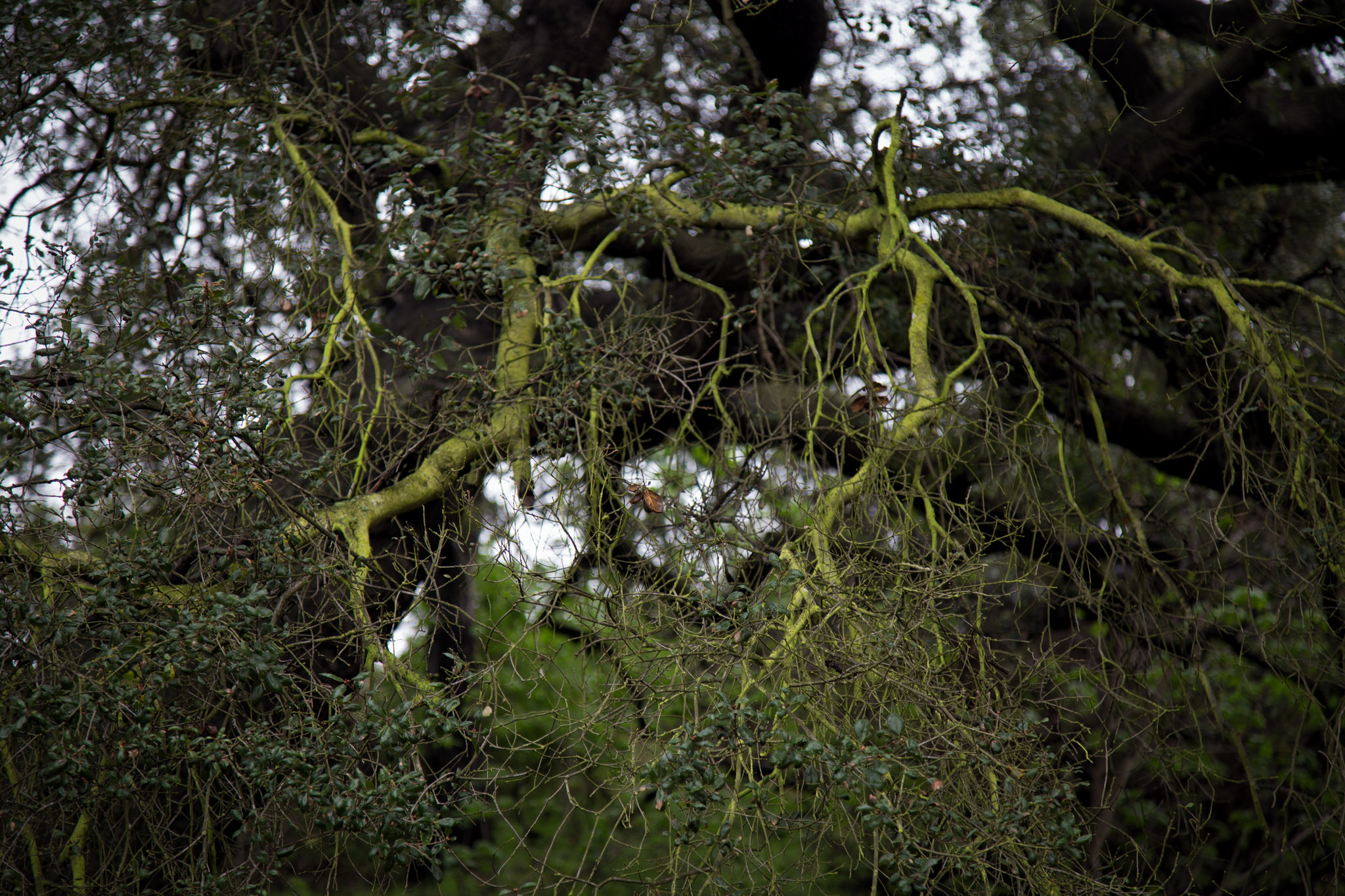 The green man stretching out his arms to greet us as we walked.