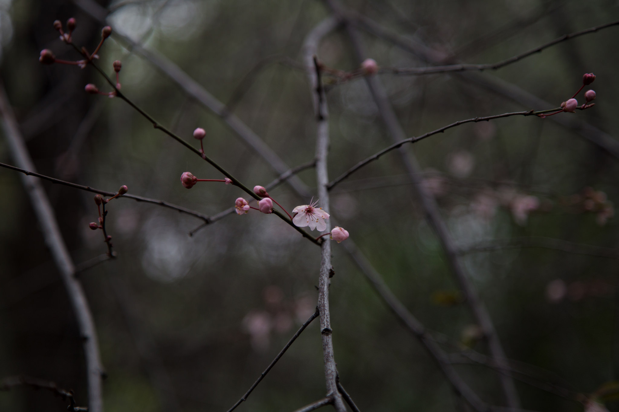 New blossoms.