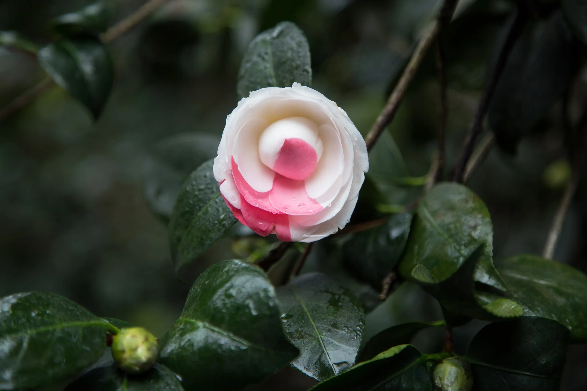 Camellia swirl. Just gorgeous!