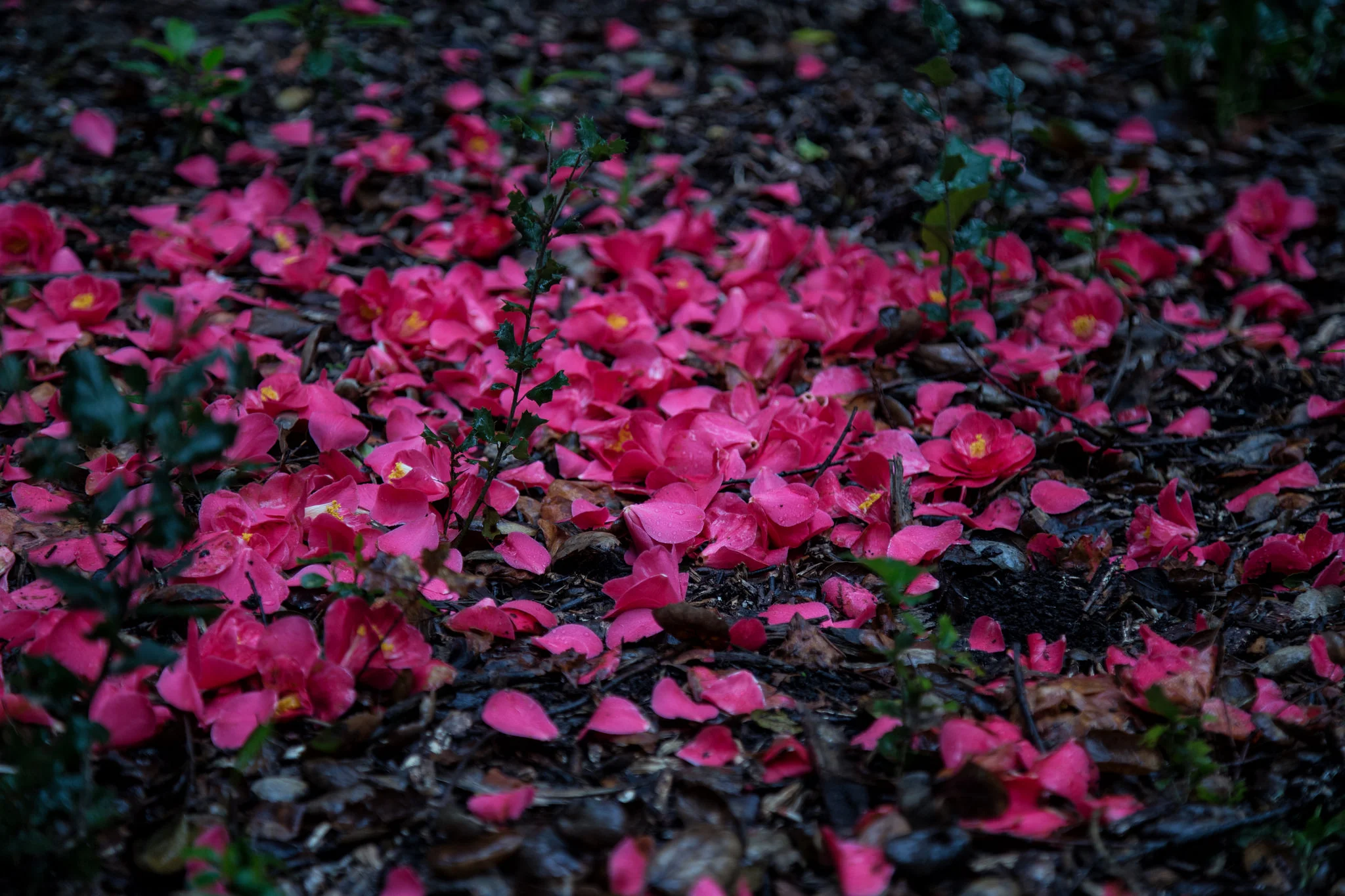 Fallen camellia flowers, like tiny valentines on the forest floor.