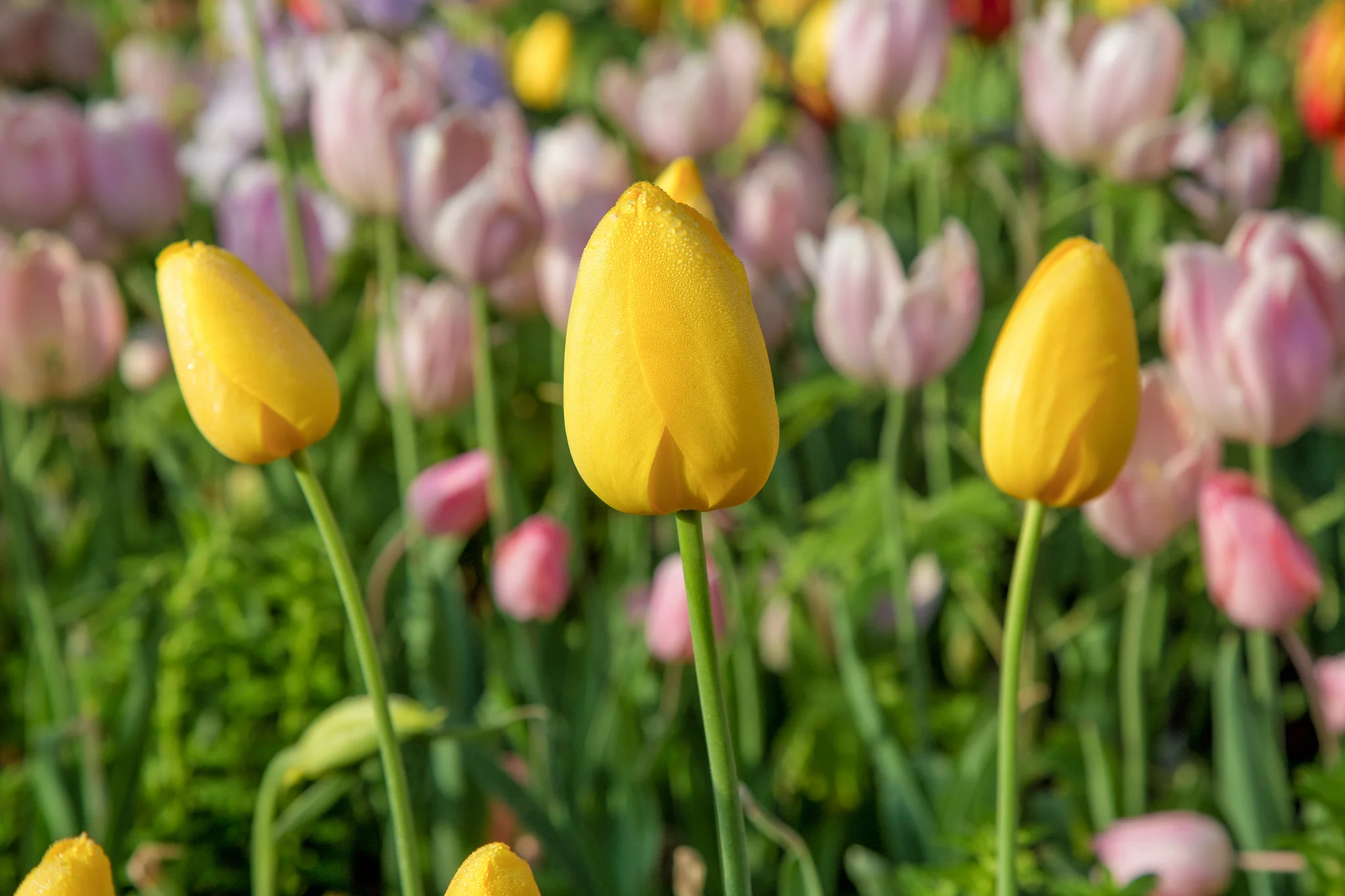 Beautiful pink and yellow tulips. A perfect representation of Ostara.