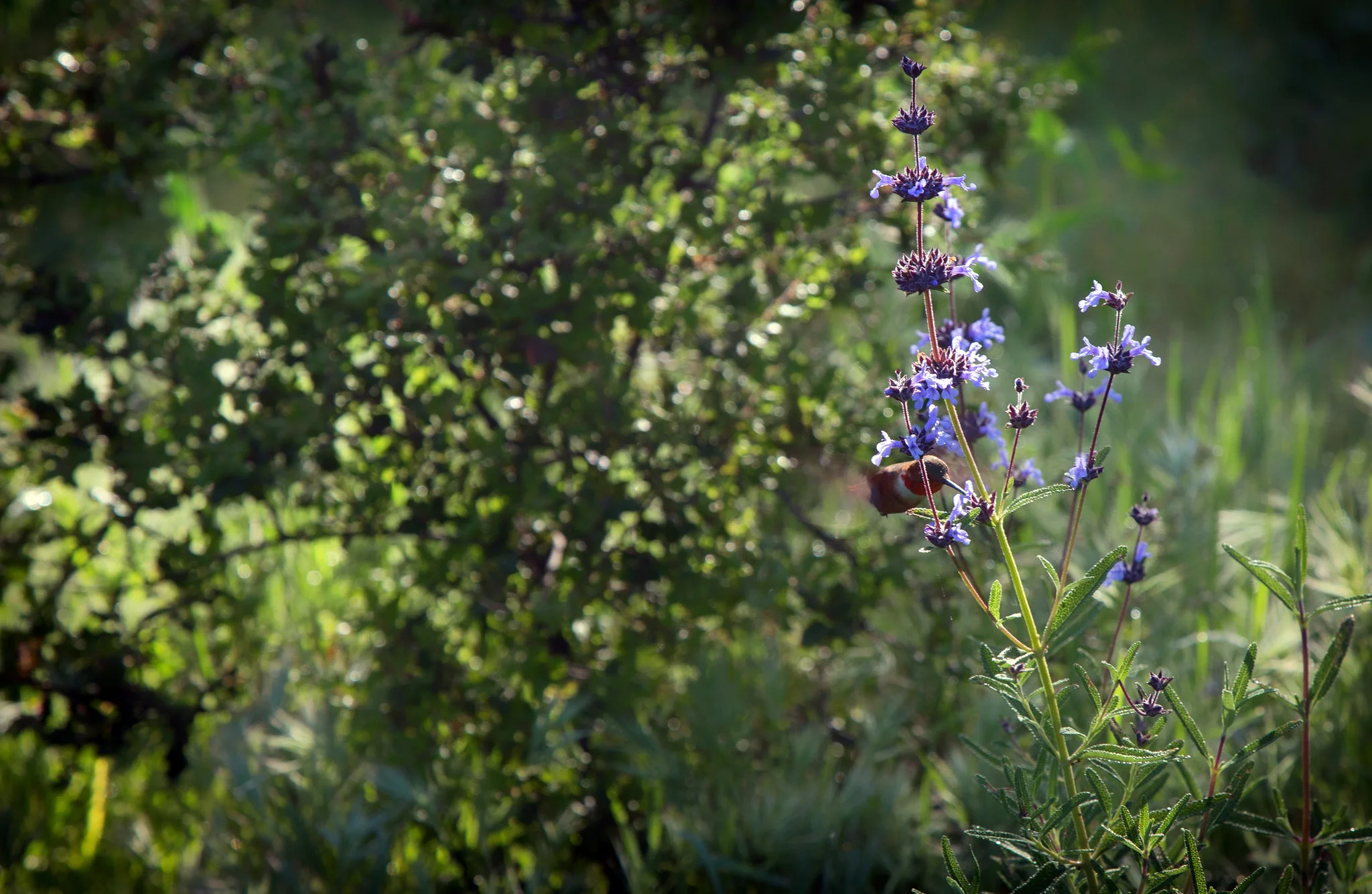 Hummingbird in the wildflowers