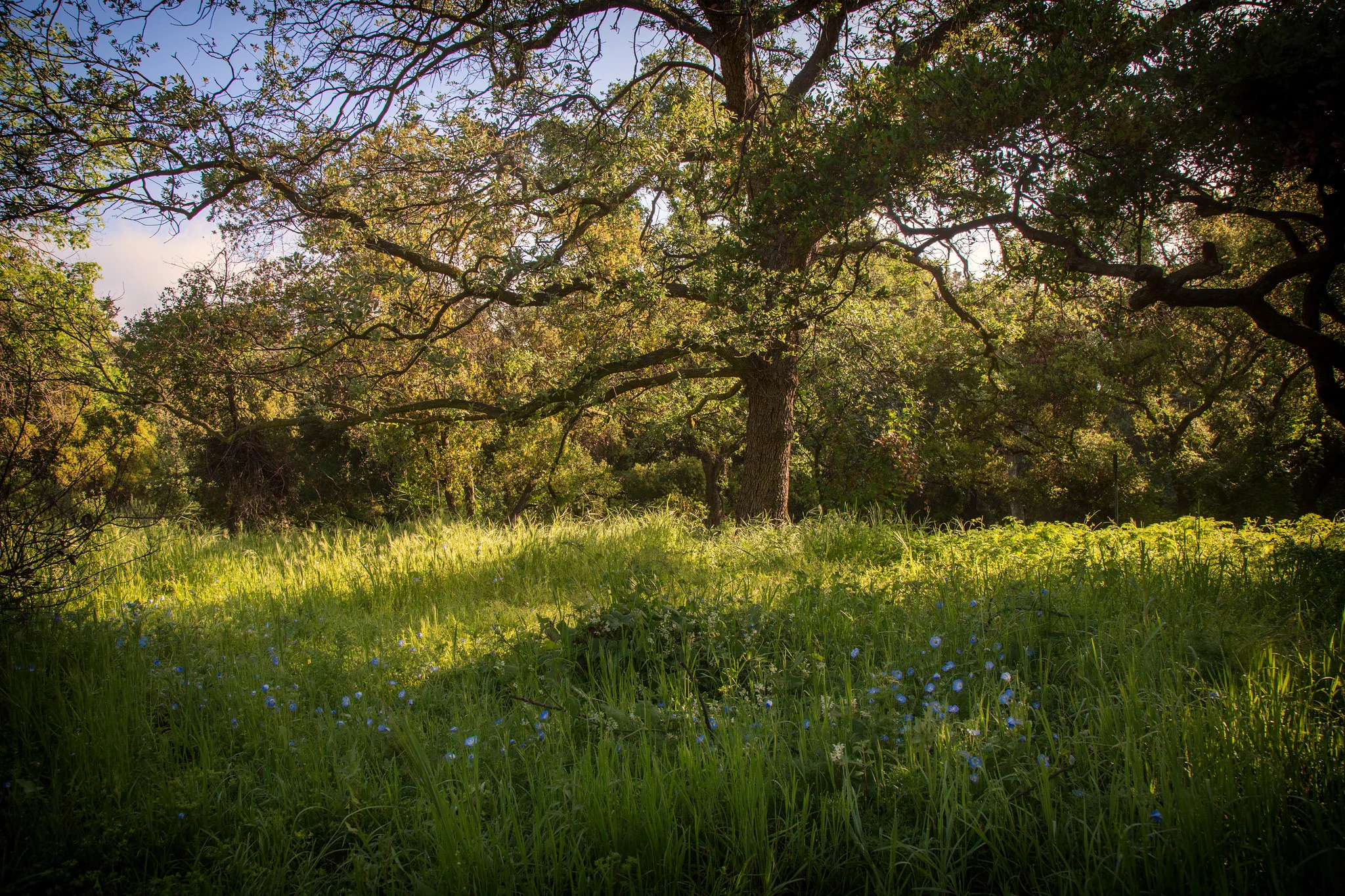 A beautiful oak in this magical meadow