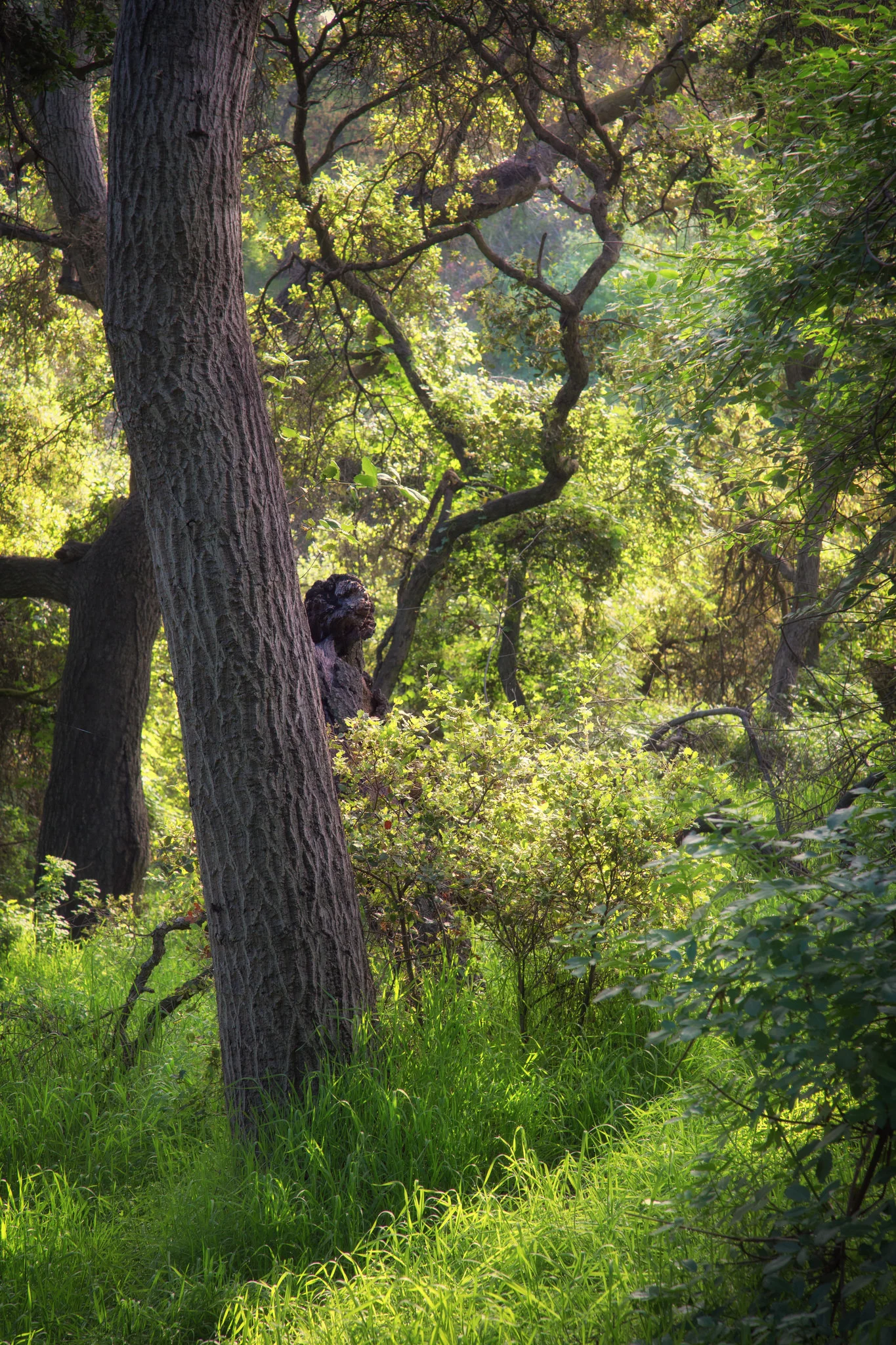 I spotted the green man looking out from behind an oak tree. Do you see him?