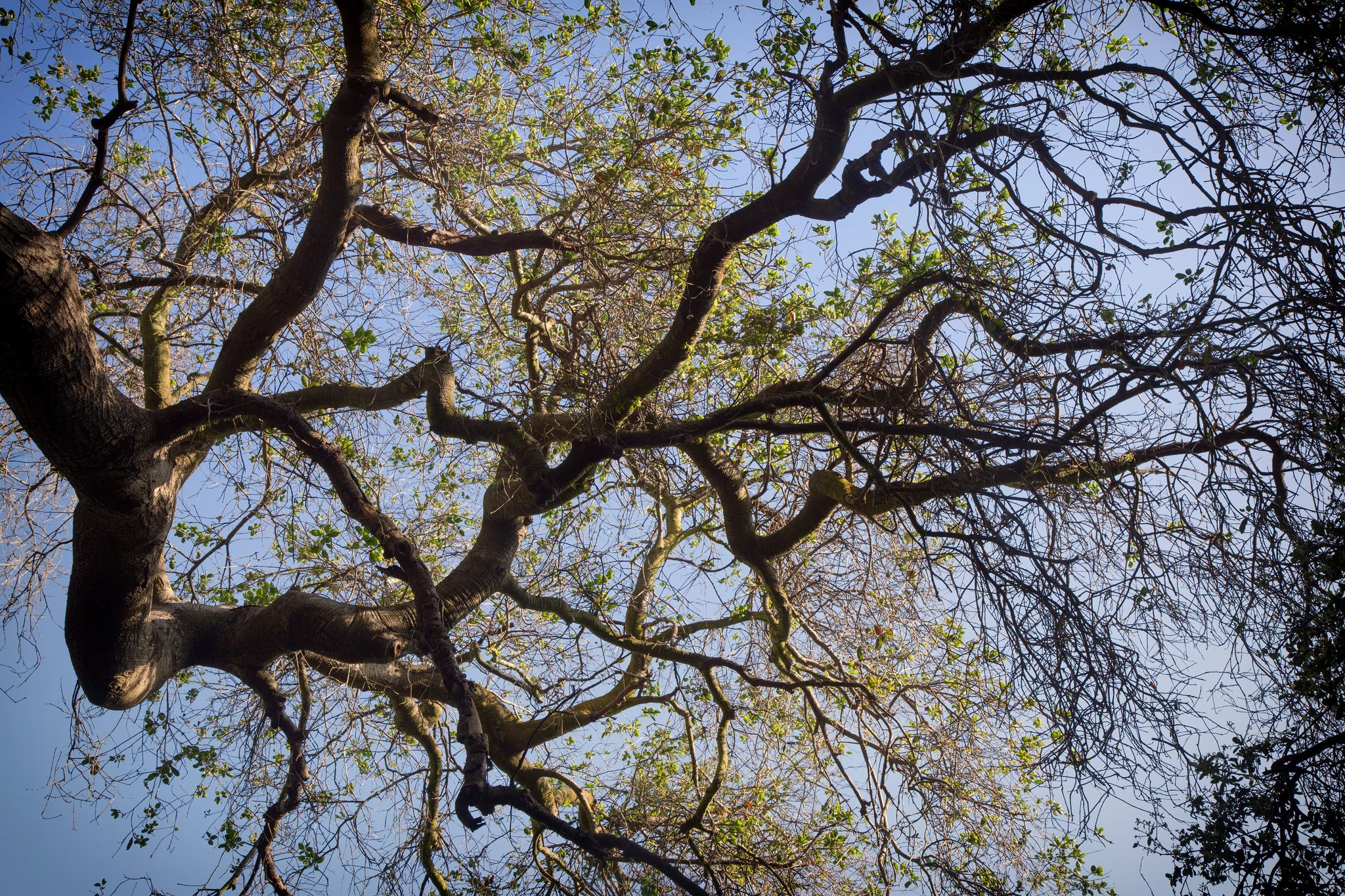 The great oak